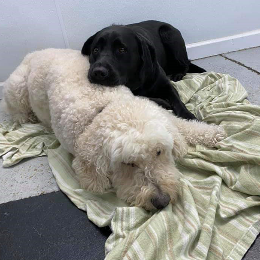 All Star Pet Resort Egg Harbor City