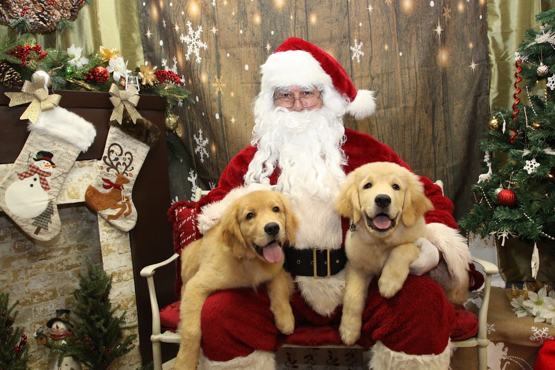 The Hungry Puppy Farmingdale