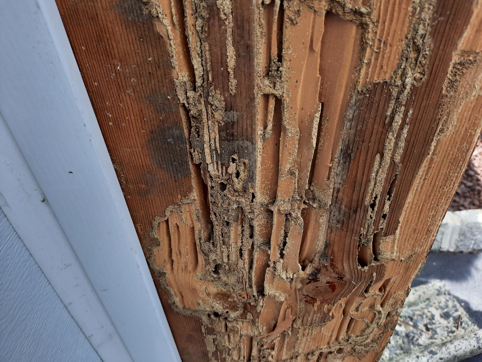 Photo credit: nextdoor
