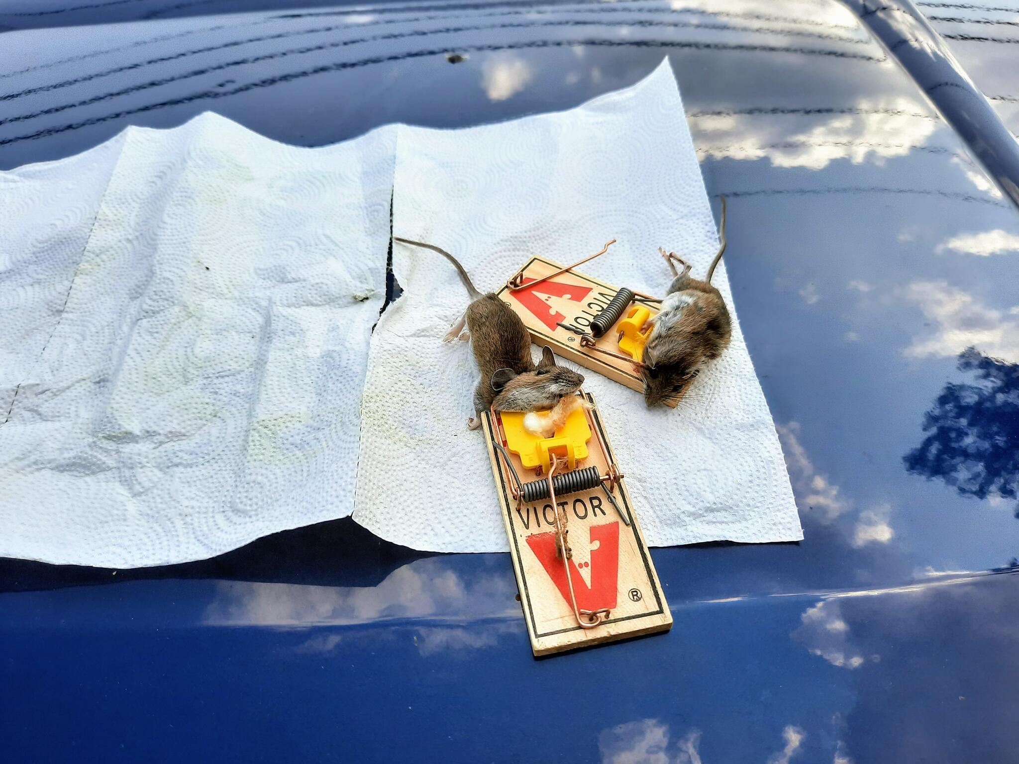 Photo credit: nextdoor