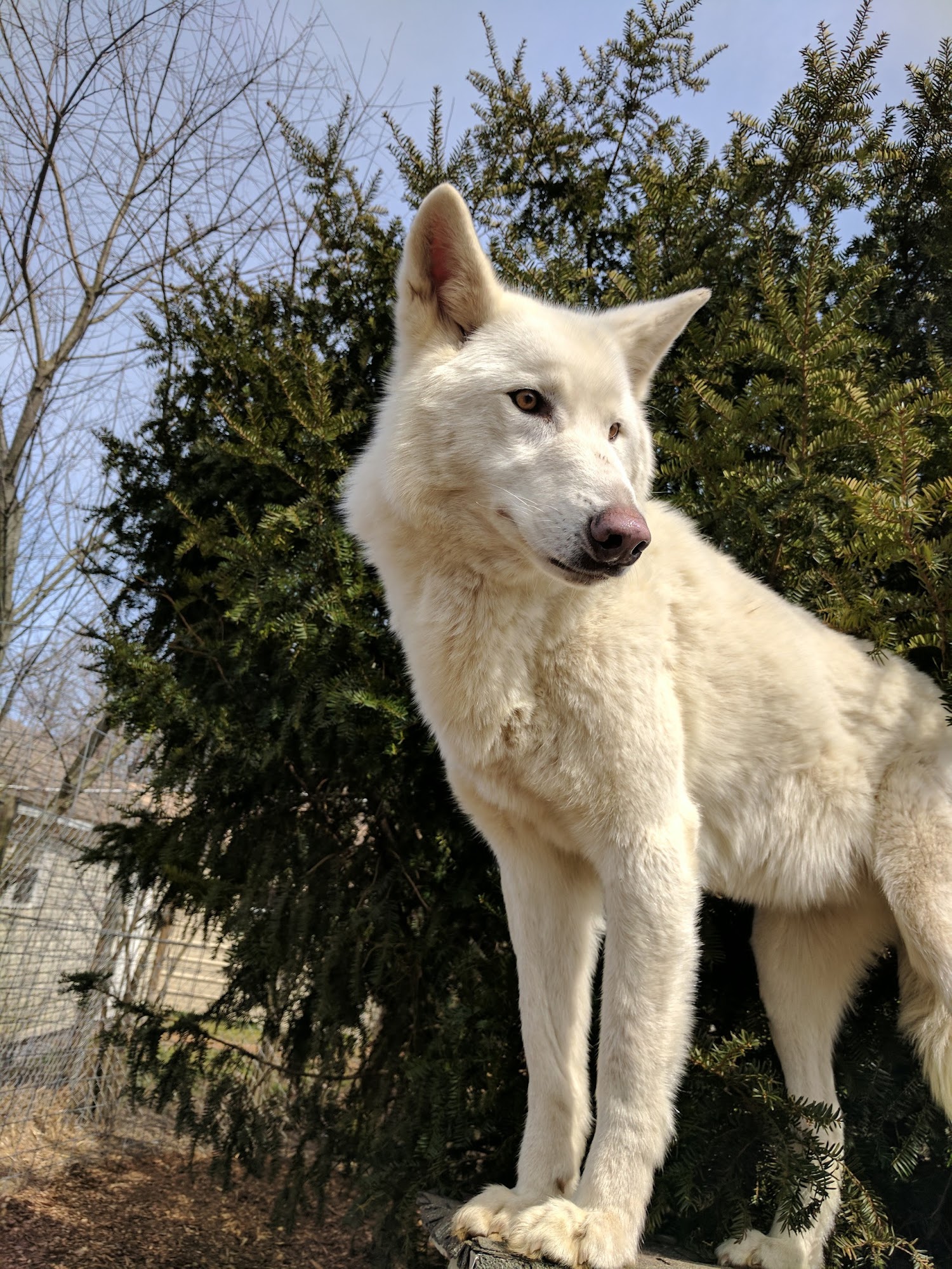 Howling Woods Farm Jackson