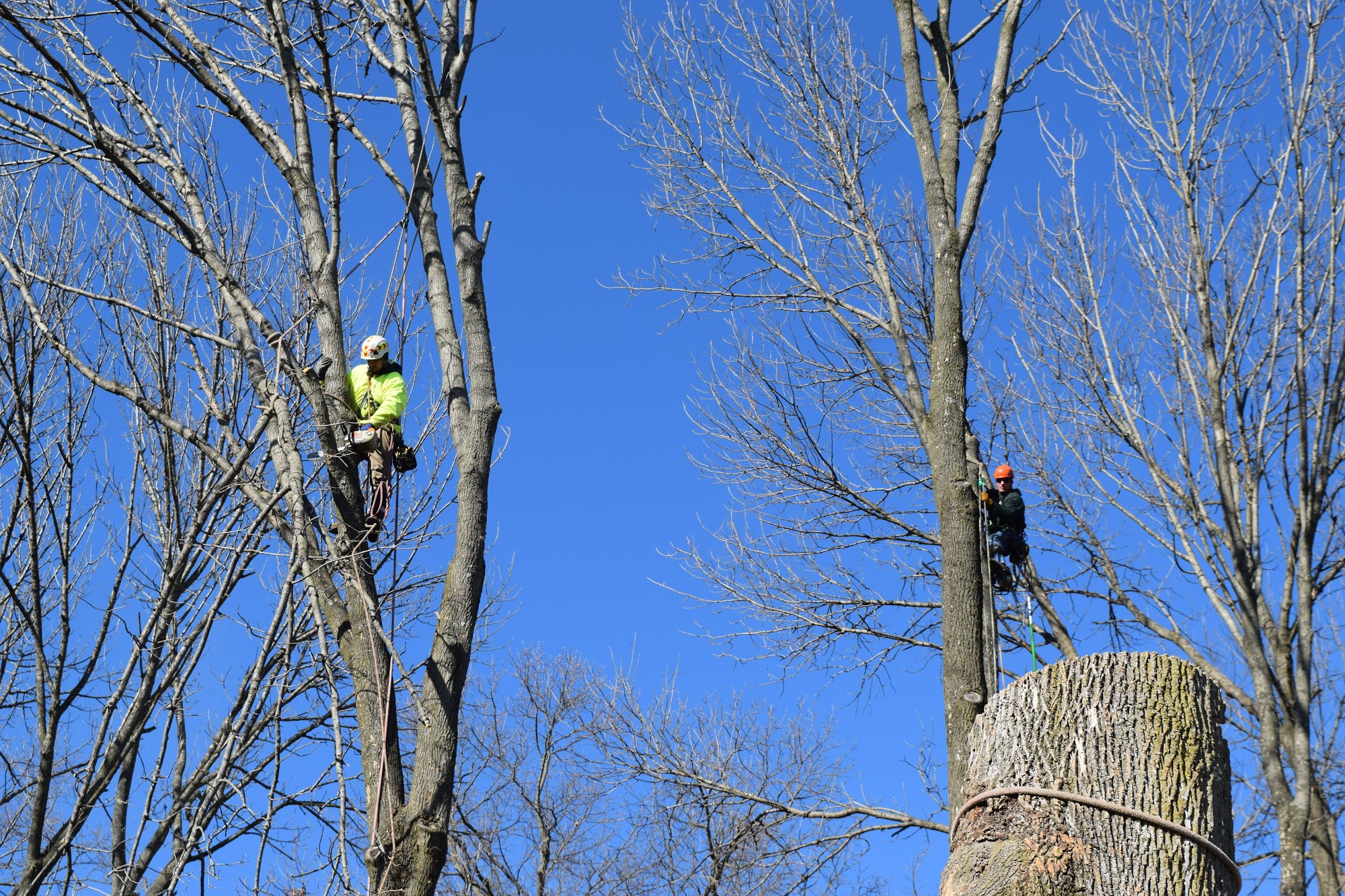 A Cut Above Tree Service 84 Kelly Driver Rd, Laurel Springs New Jersey 08021
