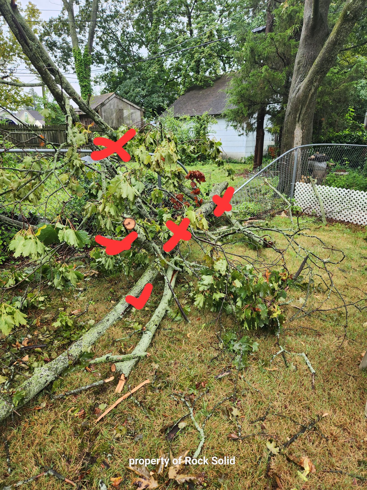 Rock Solid Tree Services and More, LLC 401 W Broad St, Palmyra New Jersey 08065