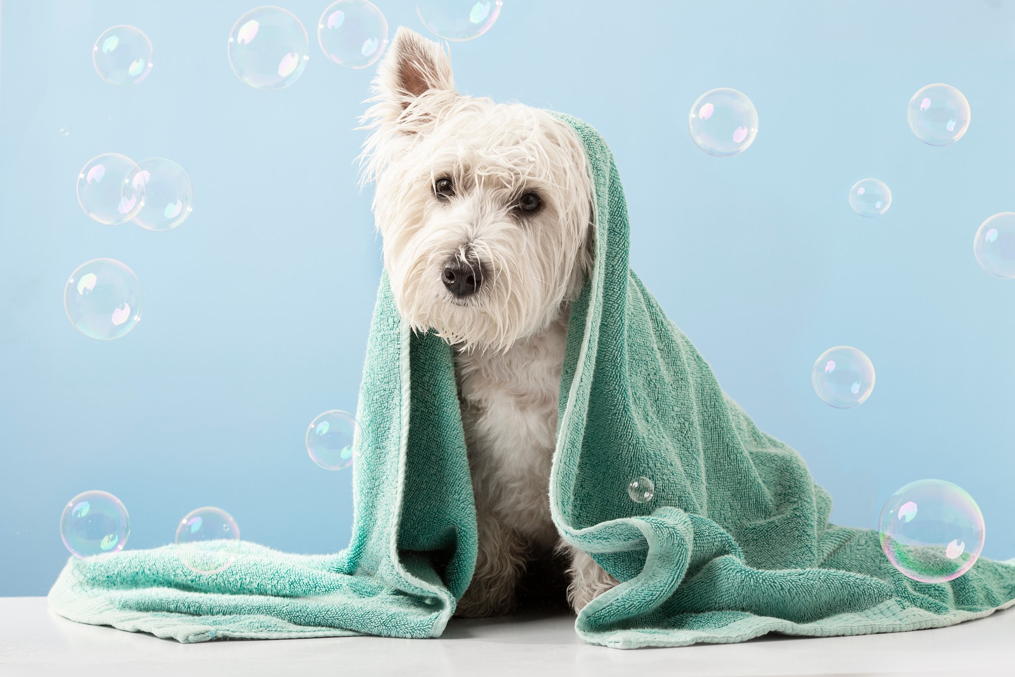 The Bubble Lounge Dog Spa