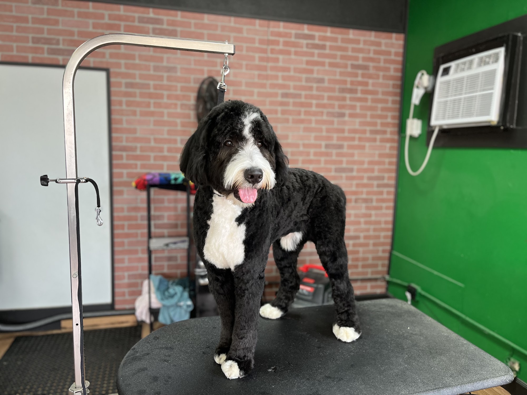 The Dog Room Grooming Boutique 200 N Black Horse Pike, Runnemede New Jersey 08078