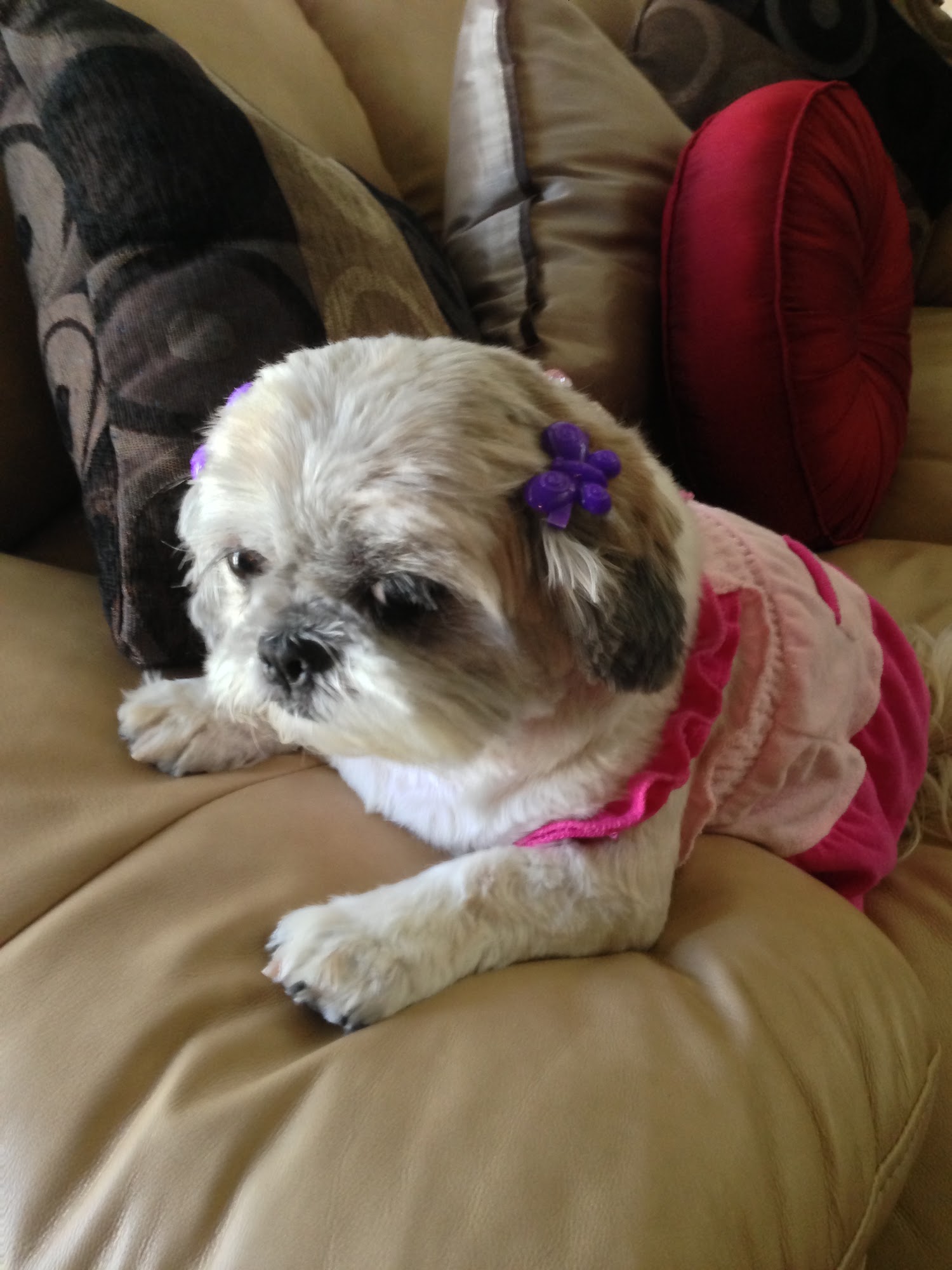 Franklin Township Animal Shelter Somerset