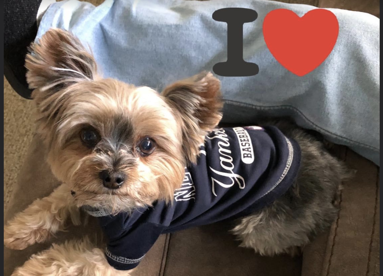 Animal House Total Pet Care South Plainfield