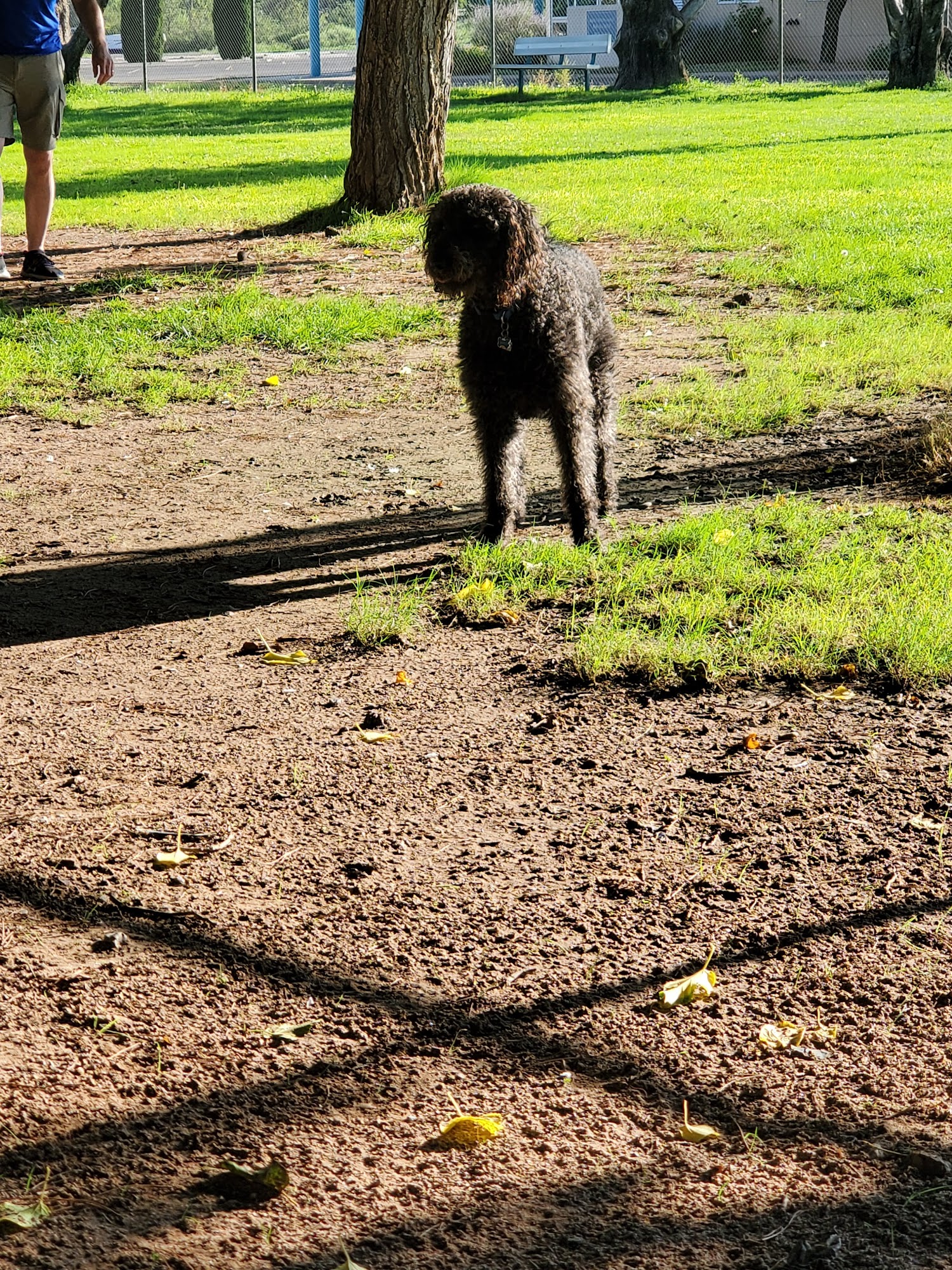 Deming Dog Park Deming