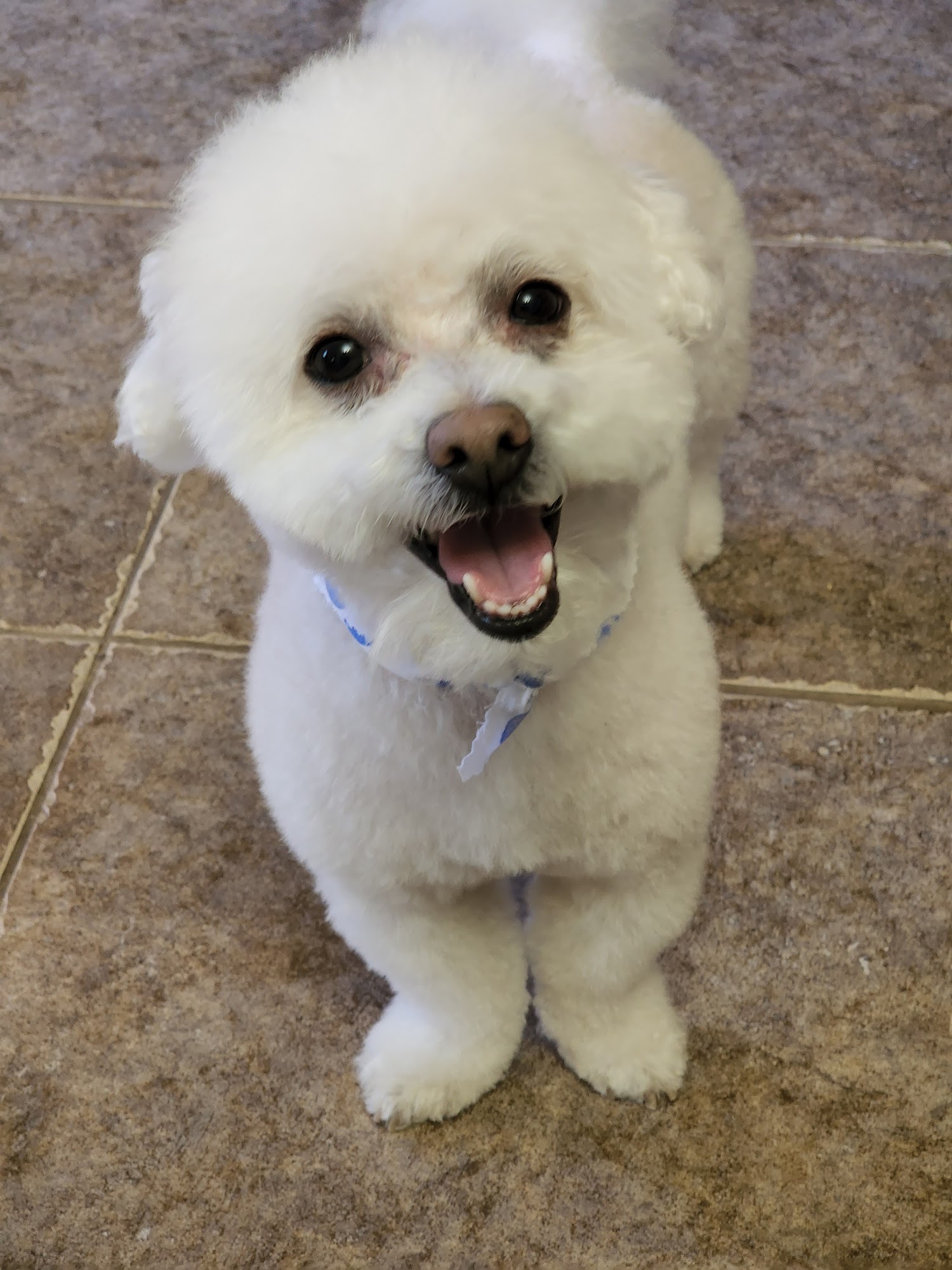 Mesilla Valley Pet Las Cruces