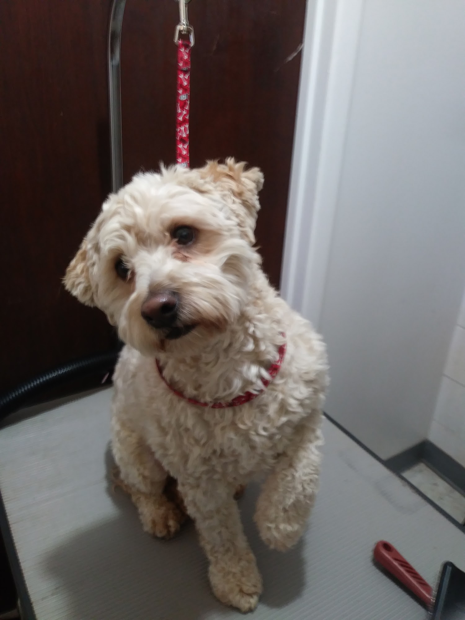 Dylin's VIP Pet Salon Los Lunas