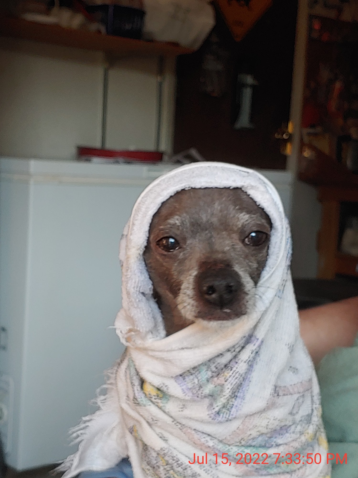 Starr Grooming Los Lunas