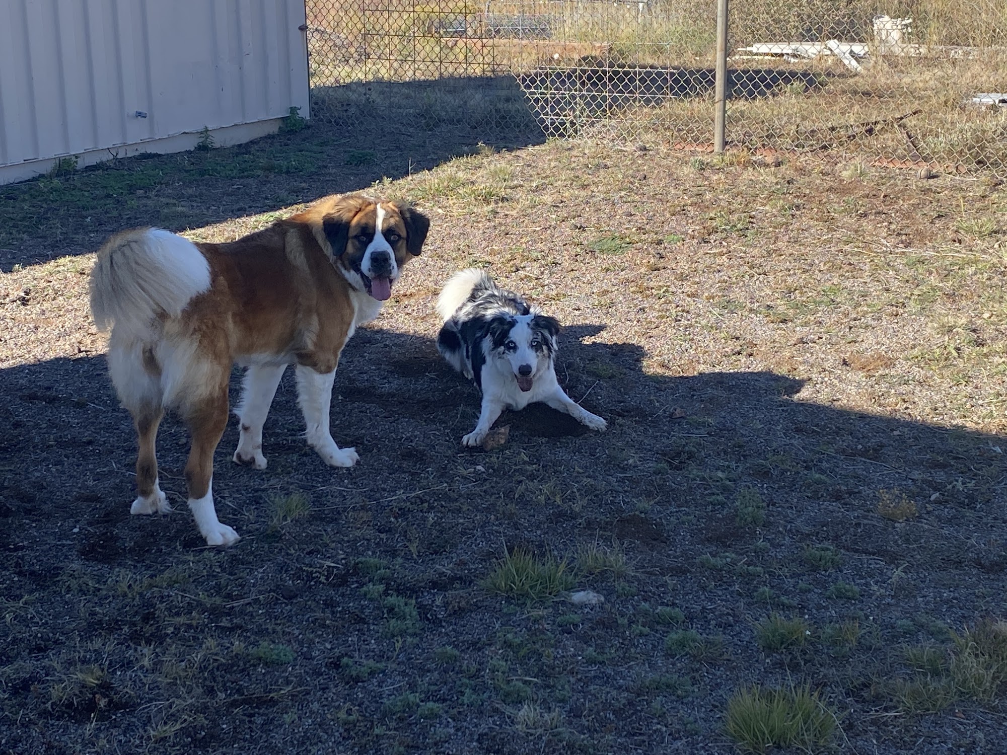 High Desert Humane Society Silver City