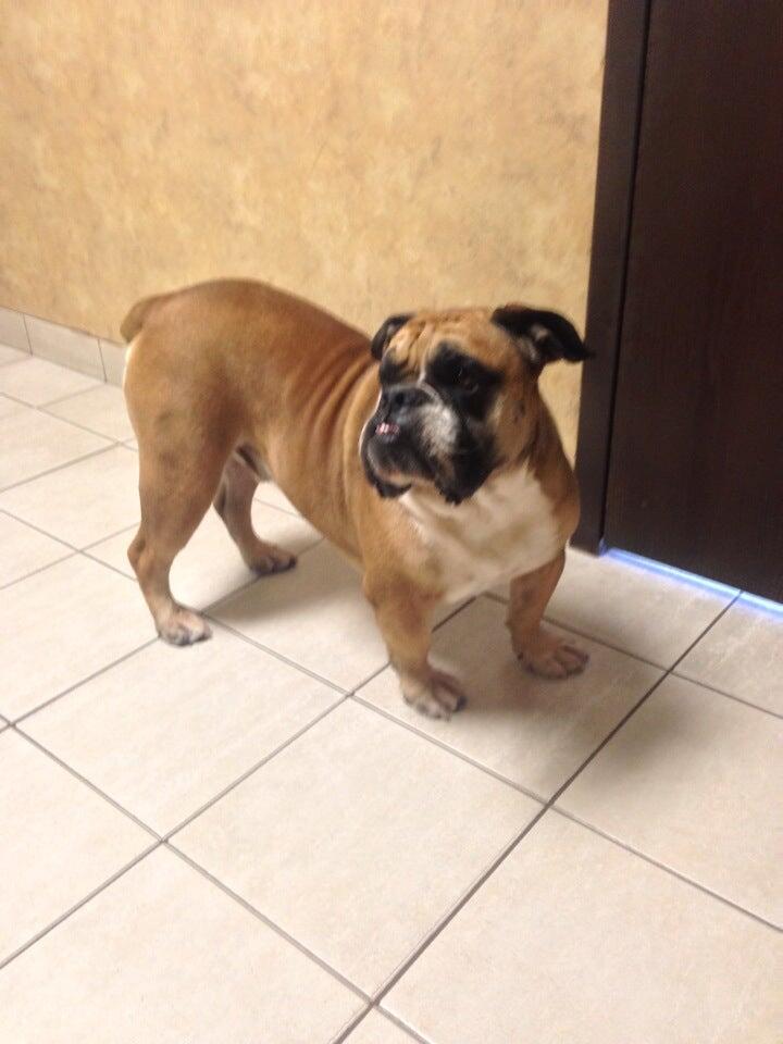 Sunridge Animal Hospital: Snead Johnathan DVM Henderson