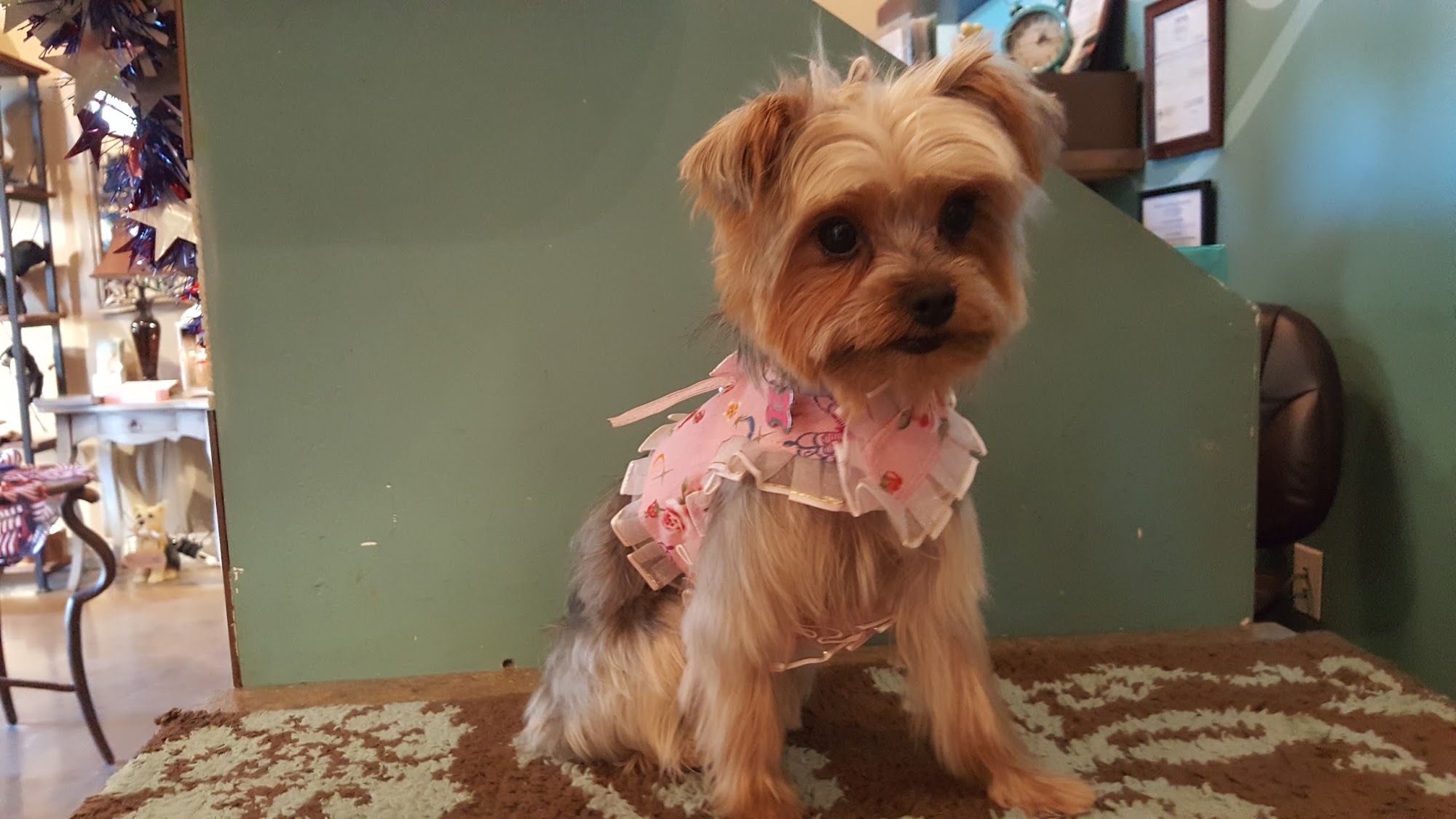 The Paw Spa Pet Salon & Boutique Henderson