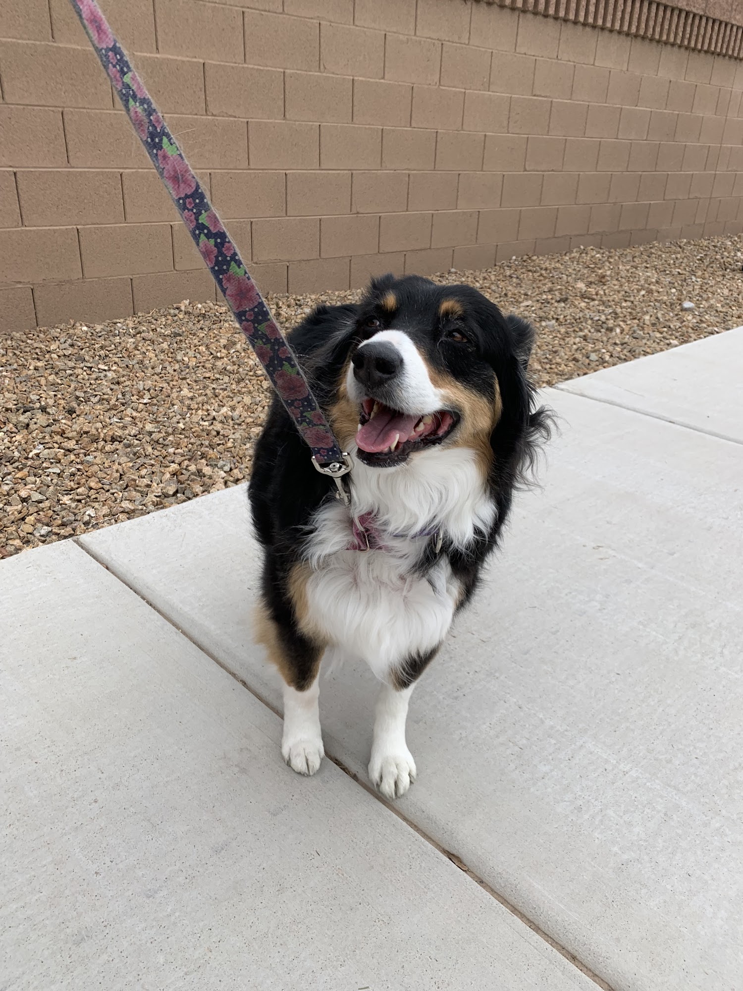 Piggy Tails Pet Spa & More Las Vegas