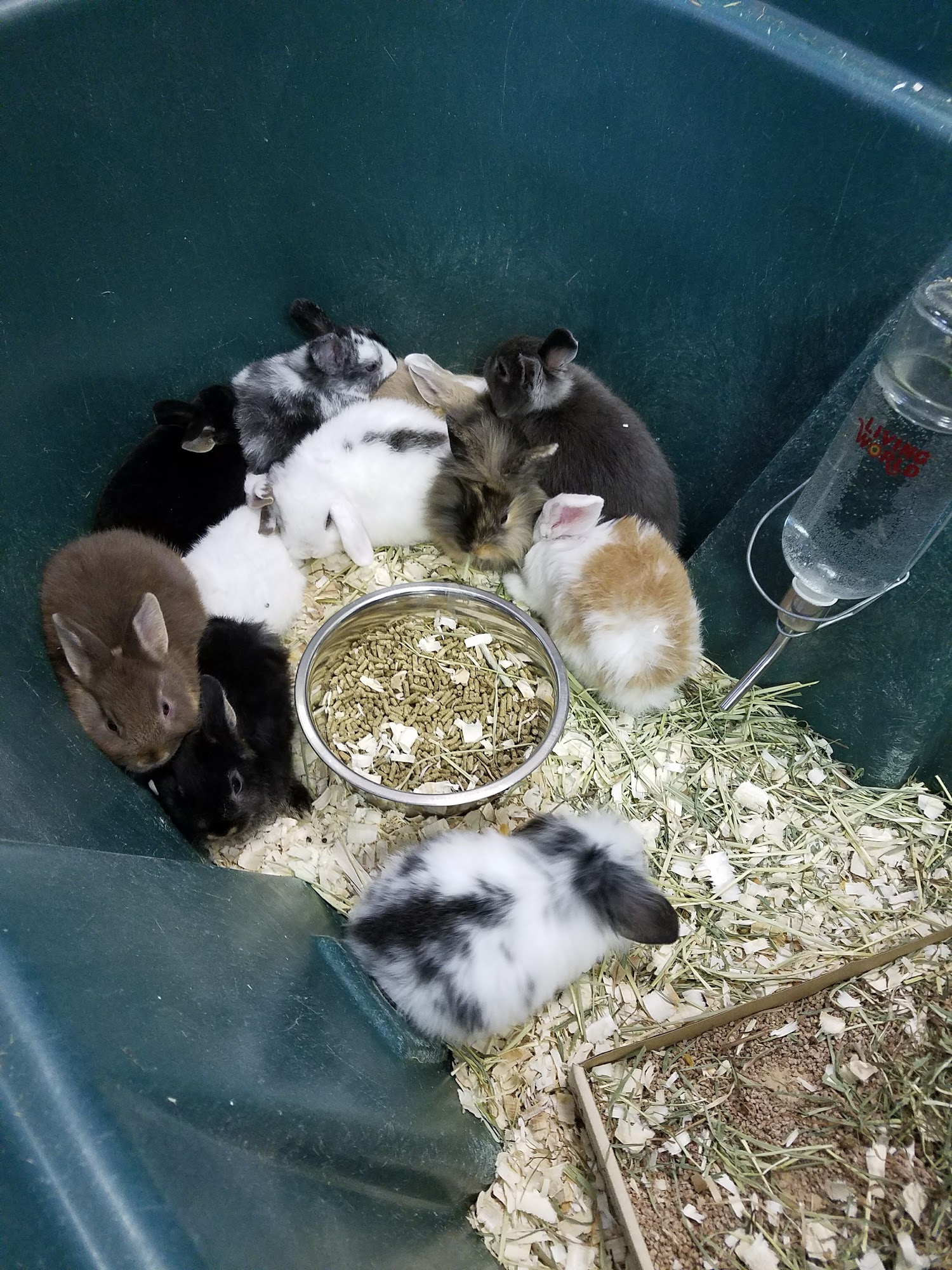 Pet Station Reno Reno