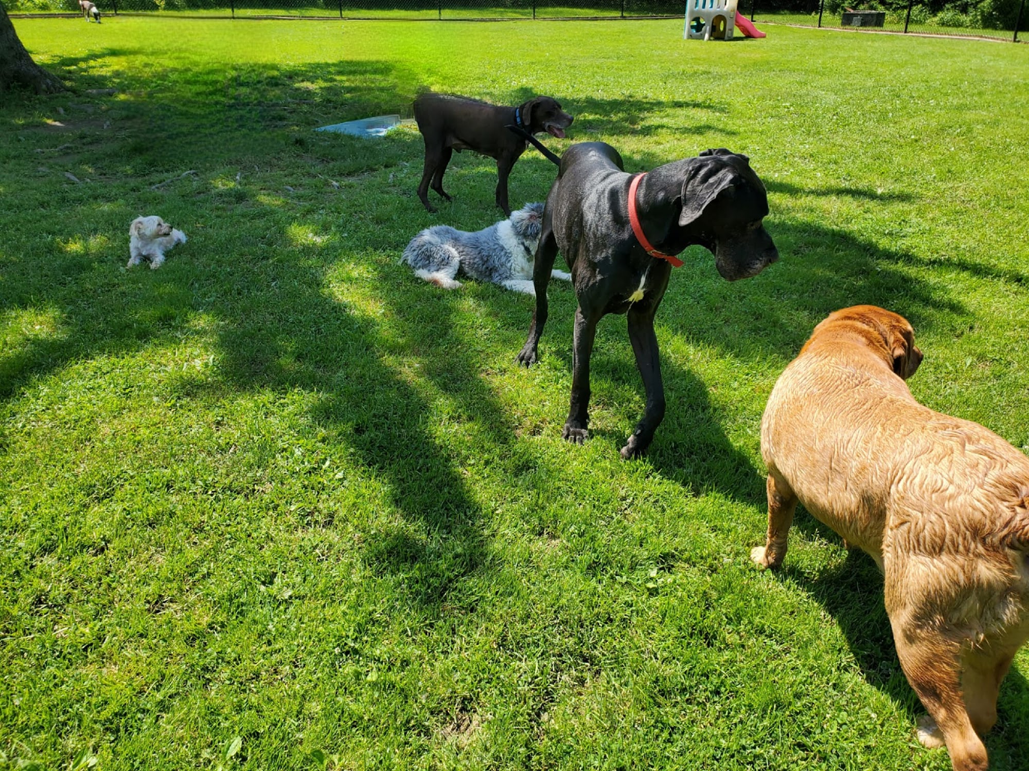 Creature Comforts Pet Resort Angola