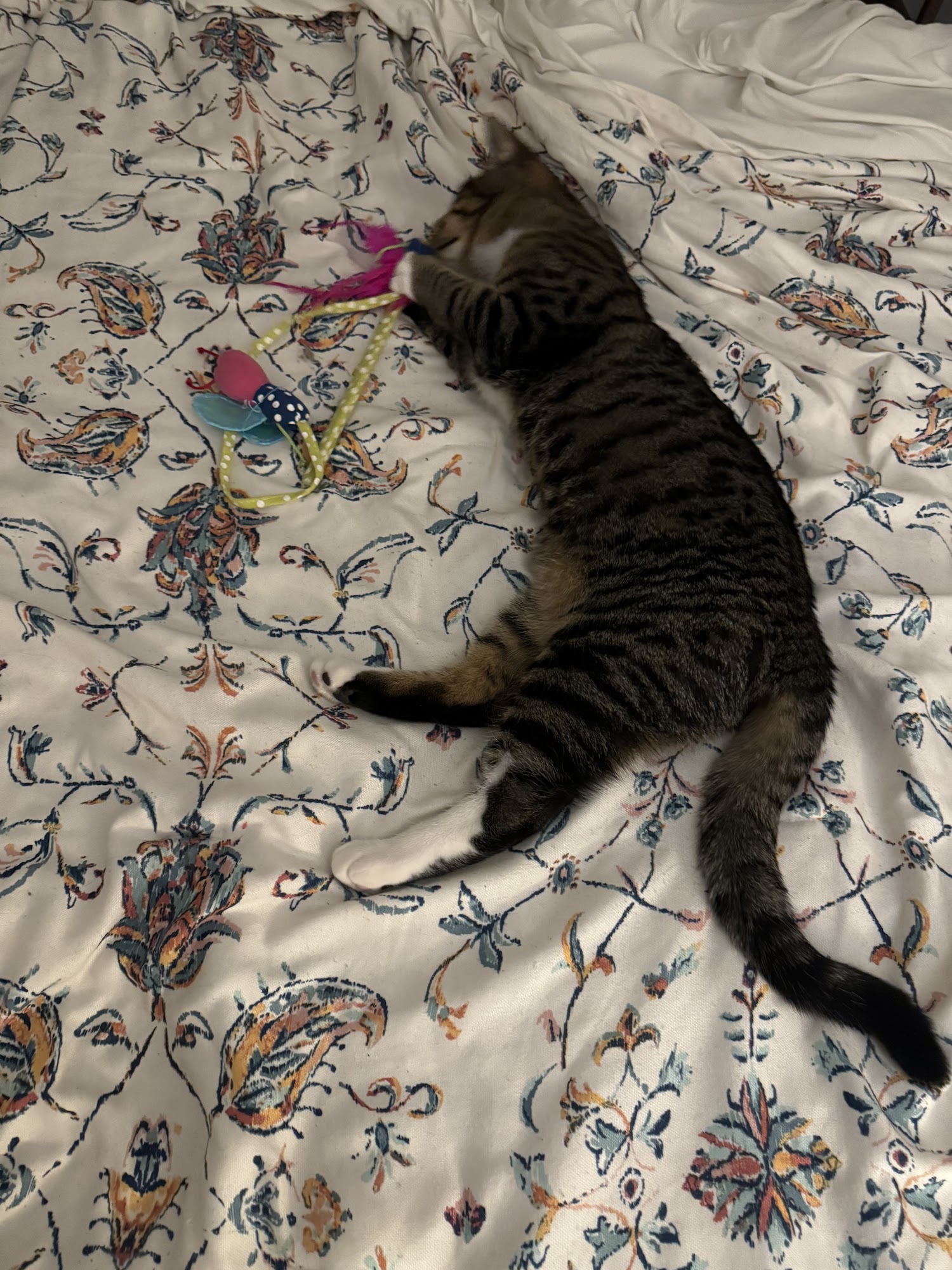 Saratoga County Animal Shelter Ballston Spa