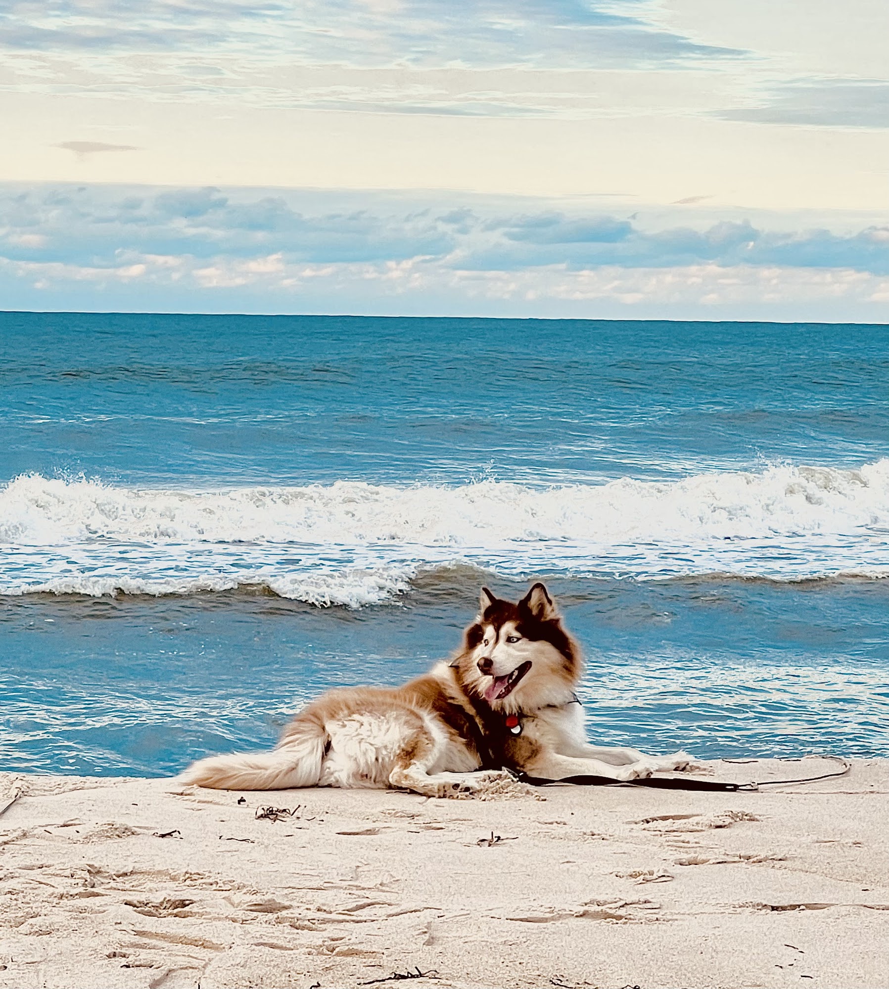 Snow Drift Kennels Blue Point