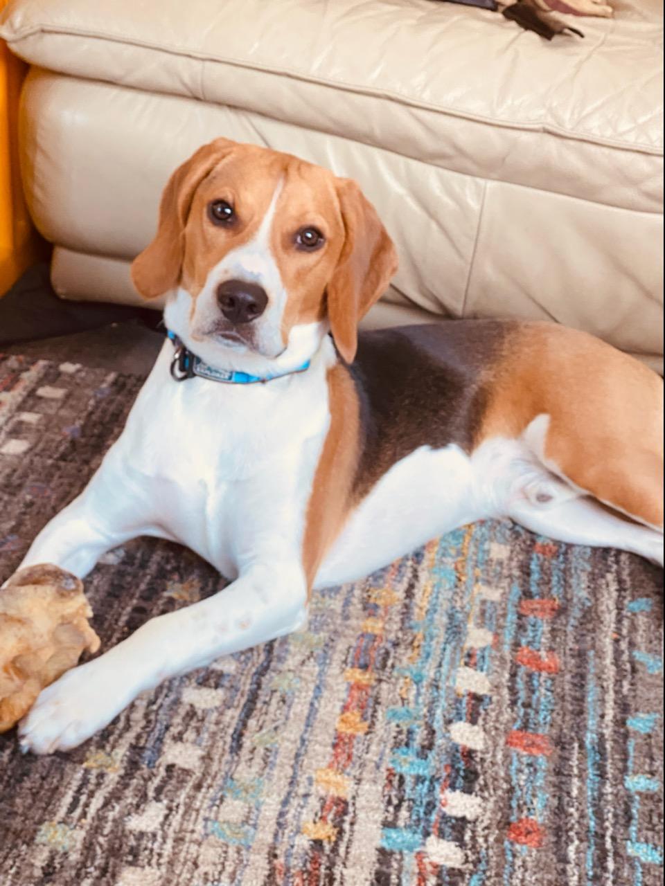 Dog Wash Do It Yourself Bath House for Pets Brockport