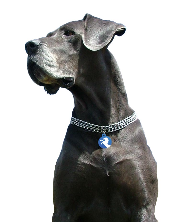 National Pet Supply Inc Bronx