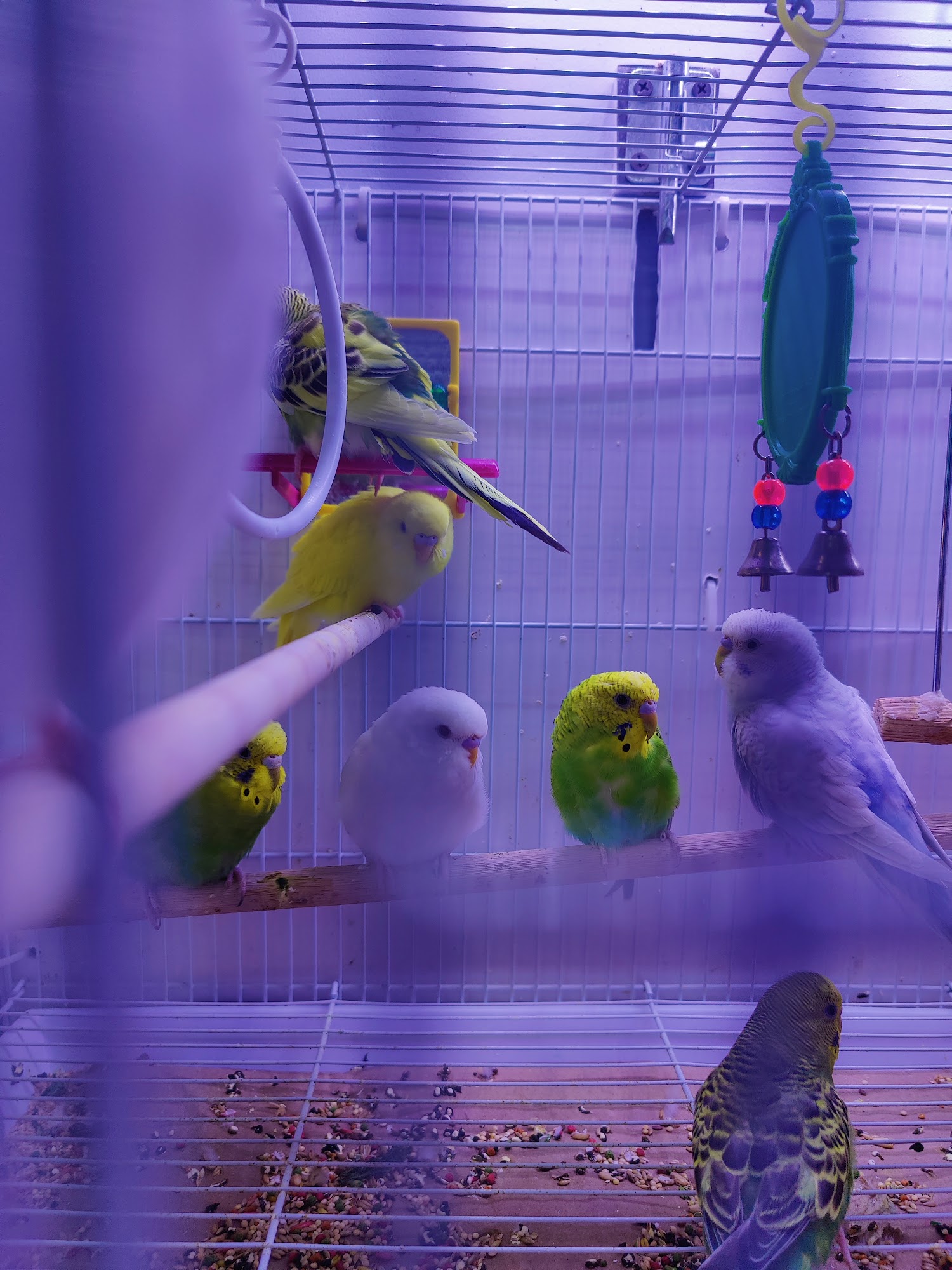 Amazing Pet Supply Brooklyn