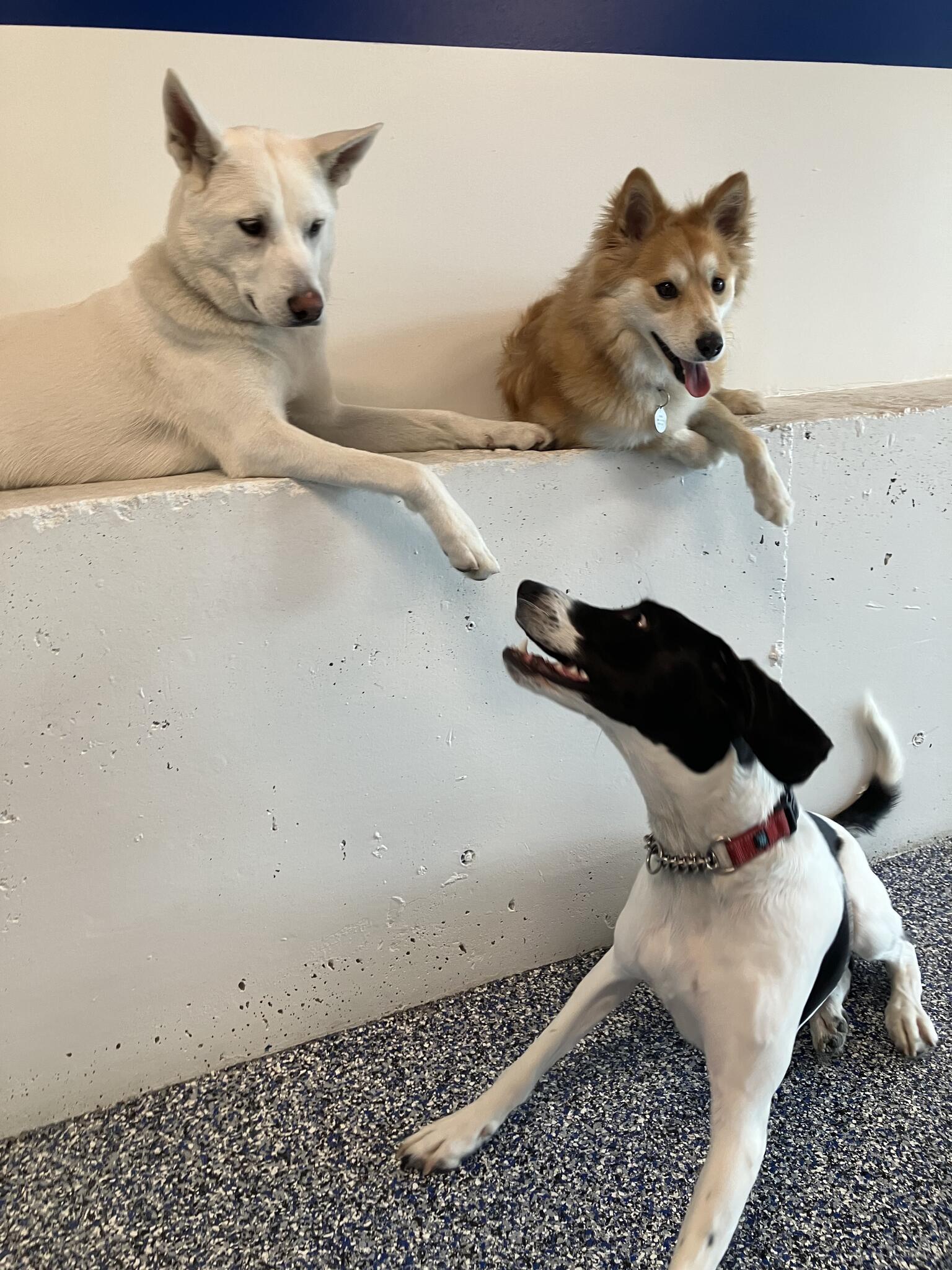 Photo credit: nextdoor