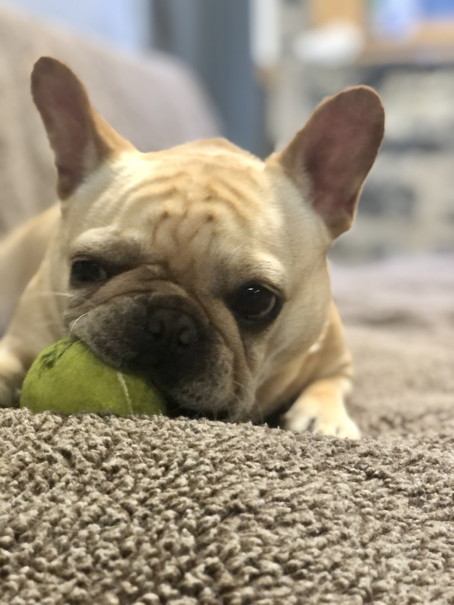 Animal Outfitters, Inc. Buffalo