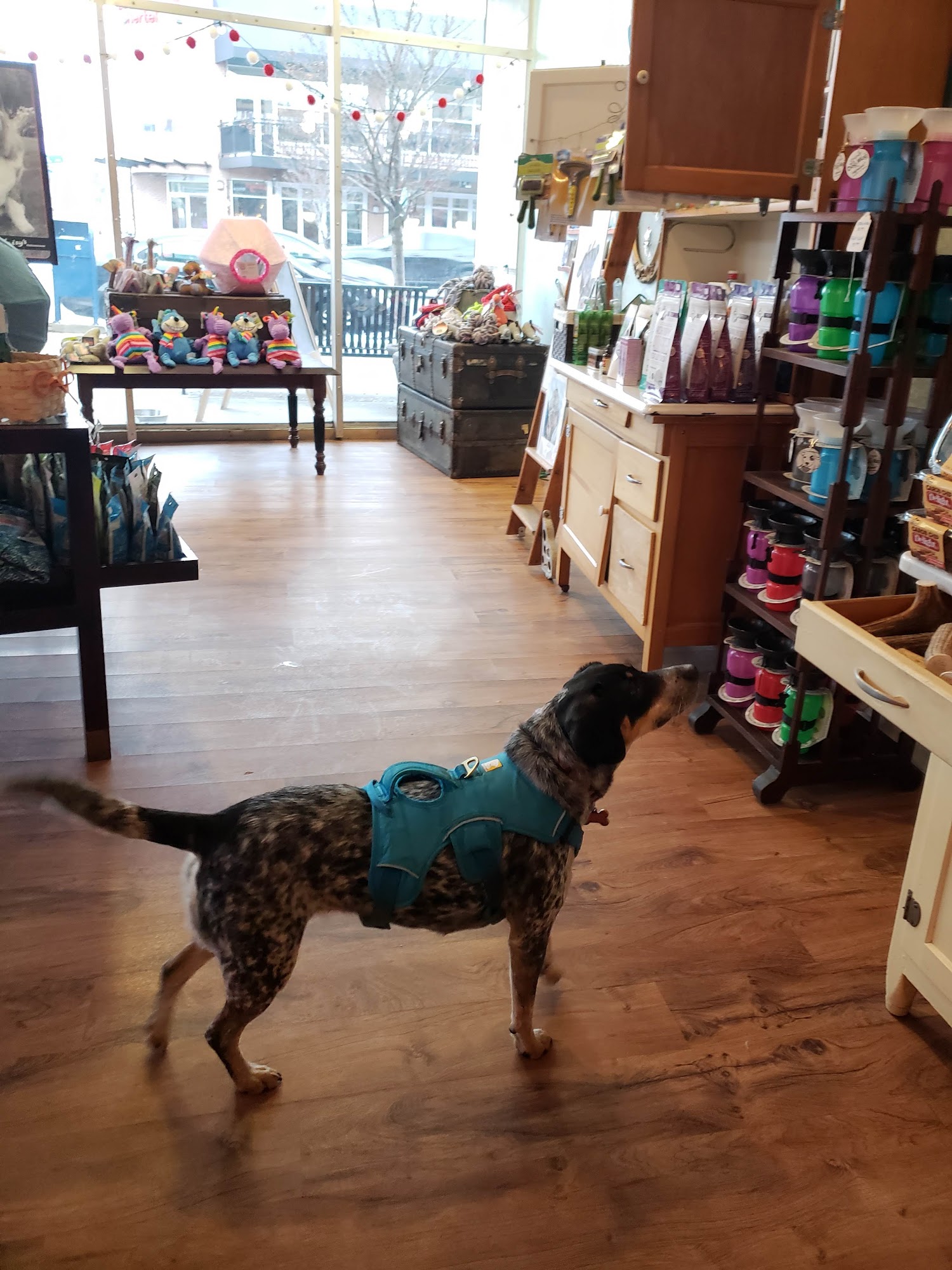 Daisy's Doghouse Buffalo