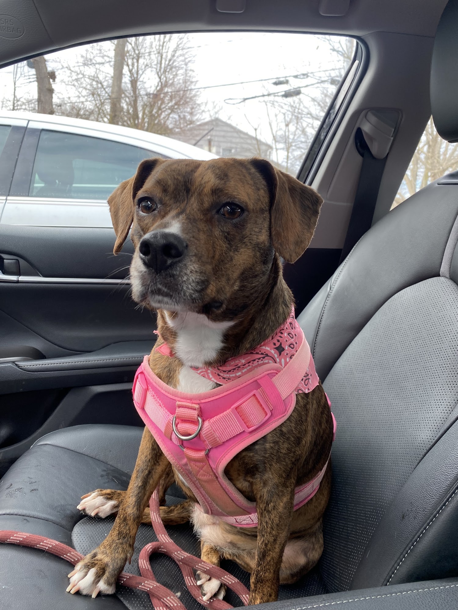 Fisher's Friends Dog Daycare & Grooming Spa Buffalo