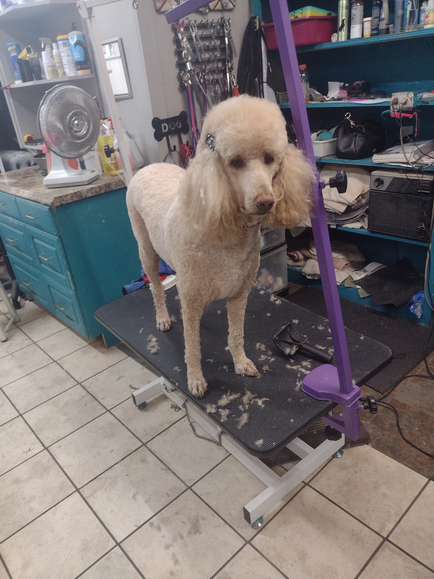 Curtain Call Pet Grooming Salon Buffalo