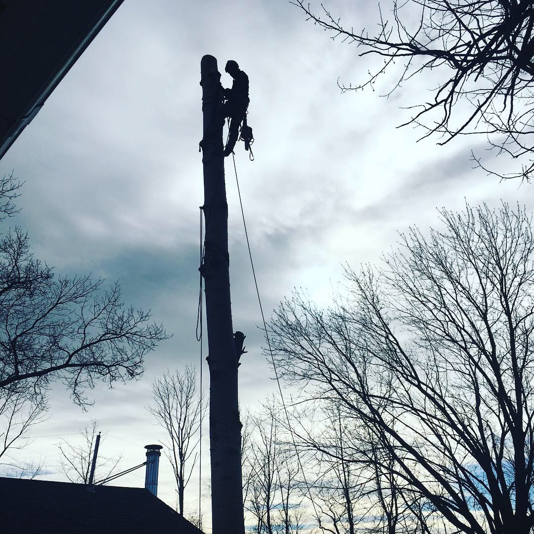 Branch Manager Tree Service /Tree Removal /Tree Trimming Serving Greene, Columbia and surrounding counties, 353 Frank Hitchcock Rd, Cairo New York 12413
