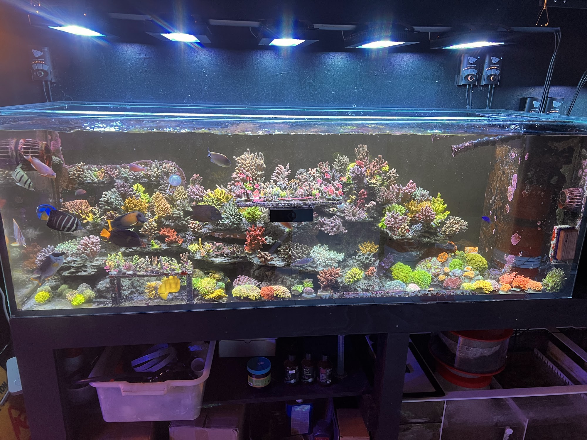 Tropical Island Aquarium Salt Water Fish Store Long Island