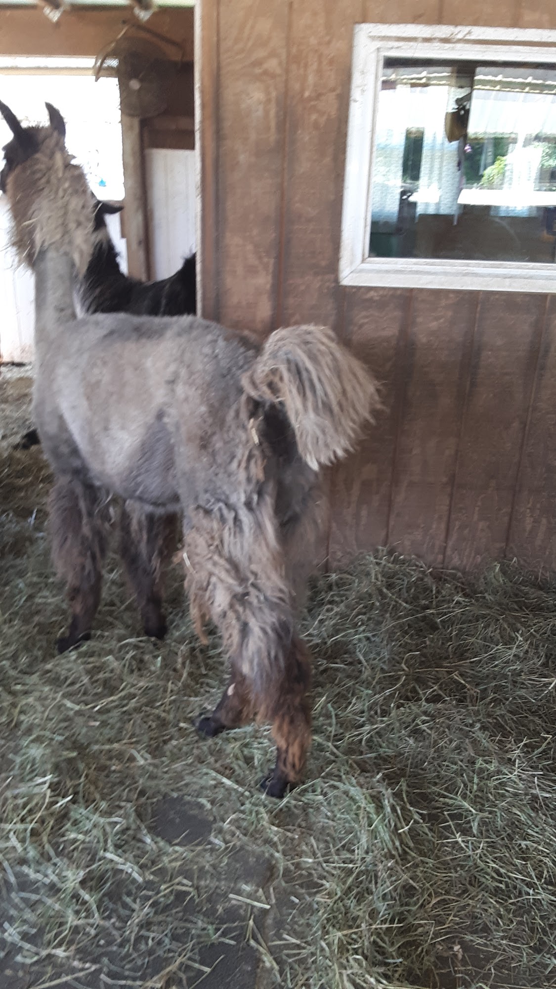 The Pet Stop Grooming, & Boarding. East Greenbush