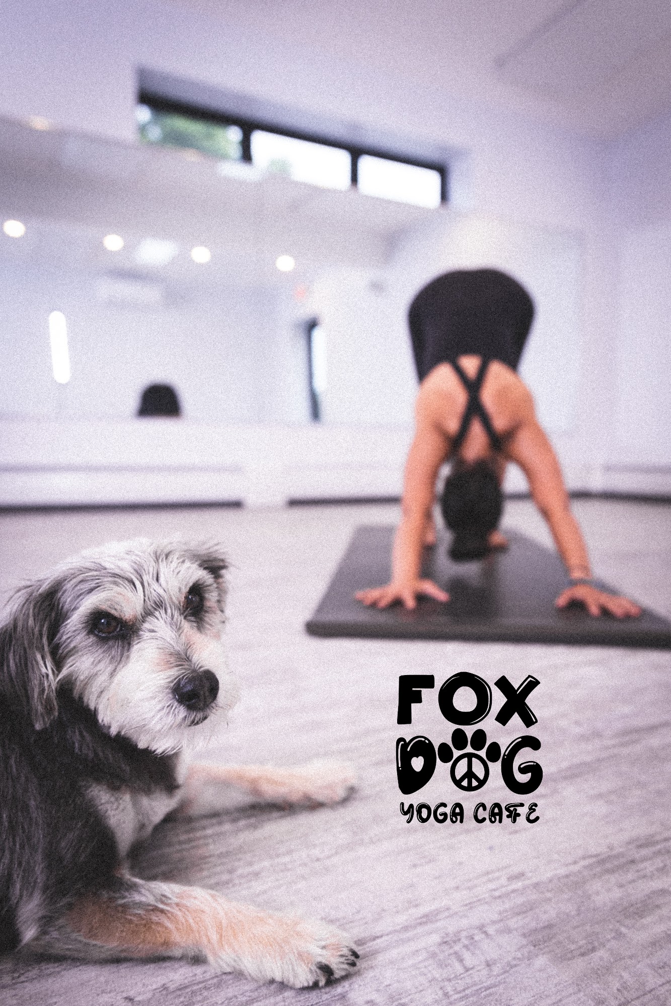 Fox Dog Yoga 270 Connetquot Ave, East Islip New York 11730