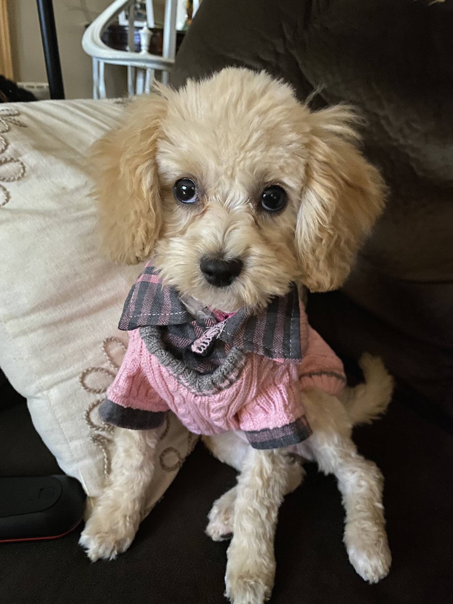 The Puppy Patch, LLC Elmira