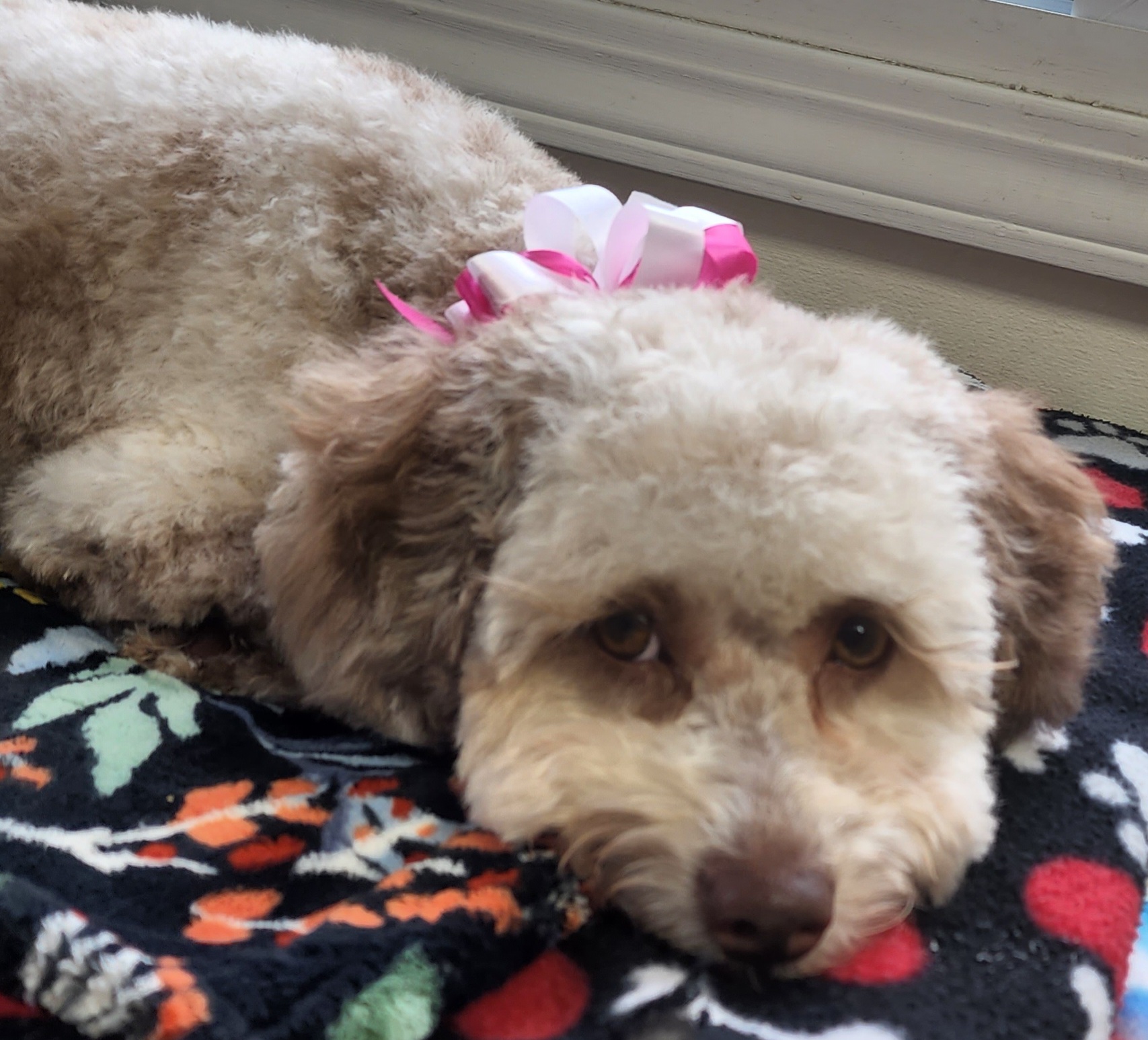 Fresh Paws Grooming/The Dog Shop Geneva