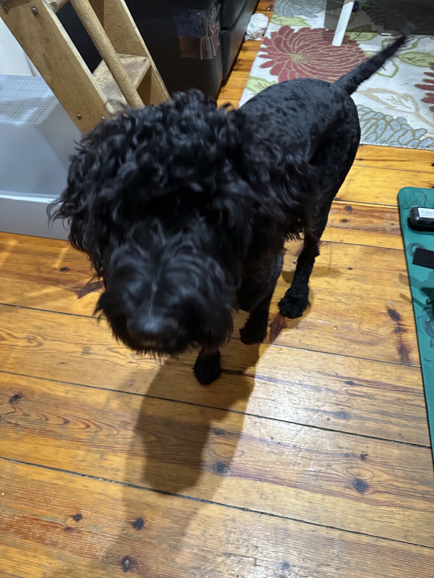 Bark Place of Ulster Highland