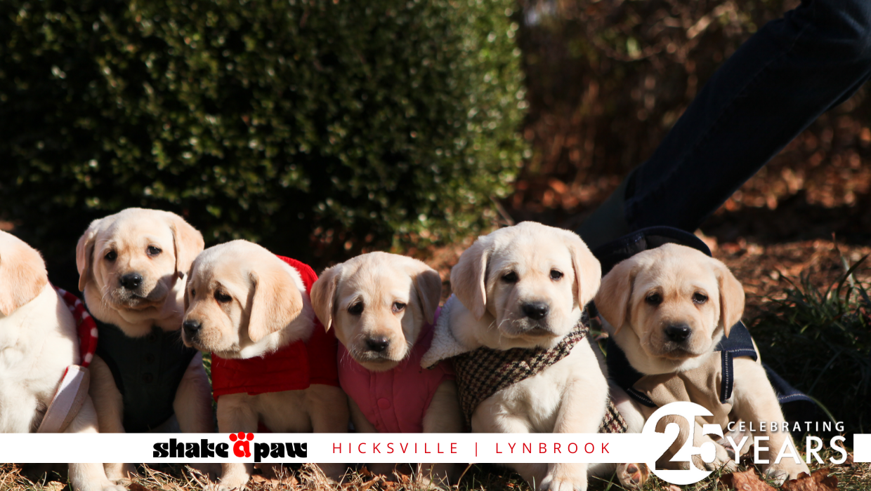 Shake A Paw Lynbrook