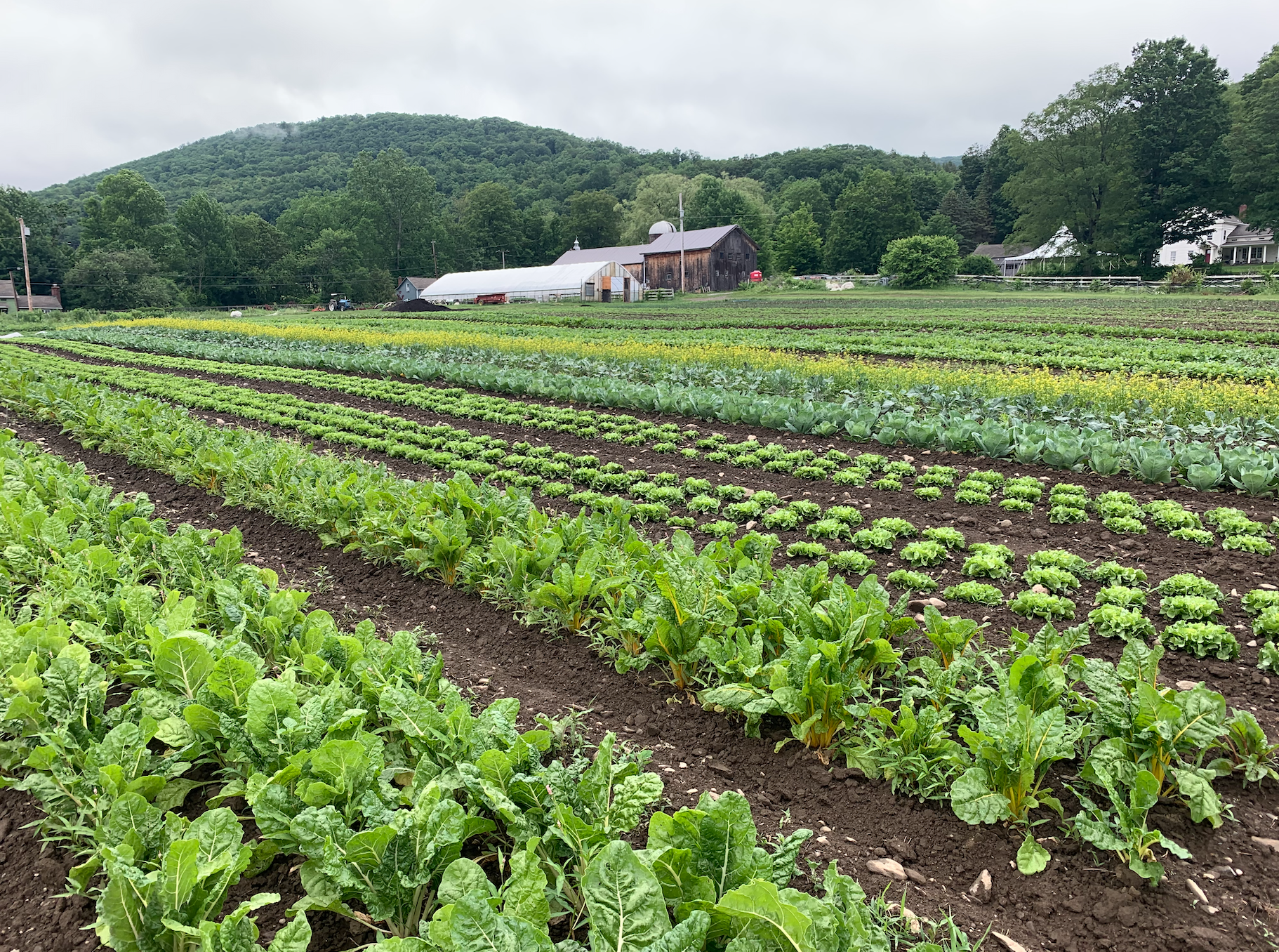 Rock Steady Farm Millerton