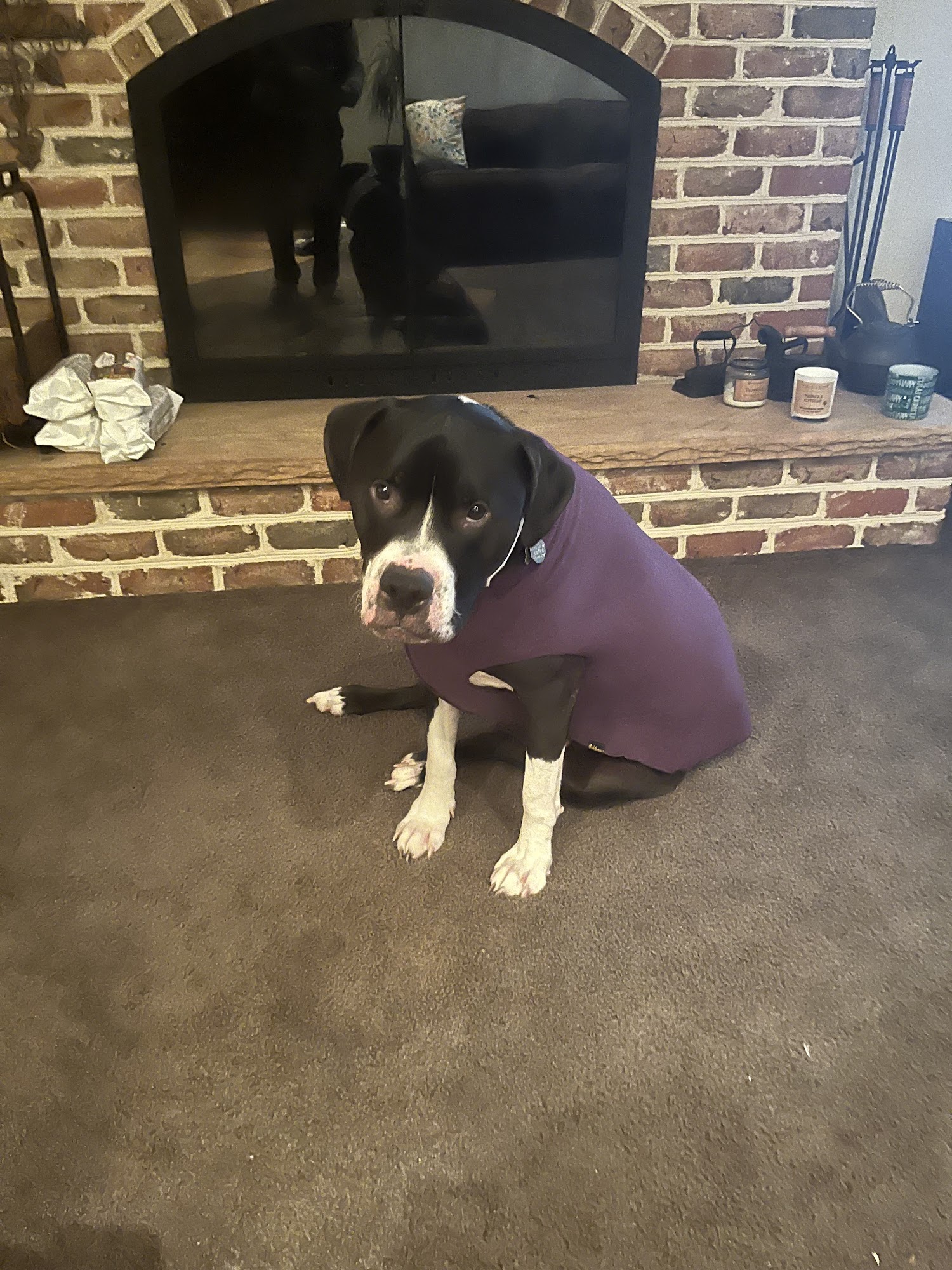 Paws of Distinction New Paltz