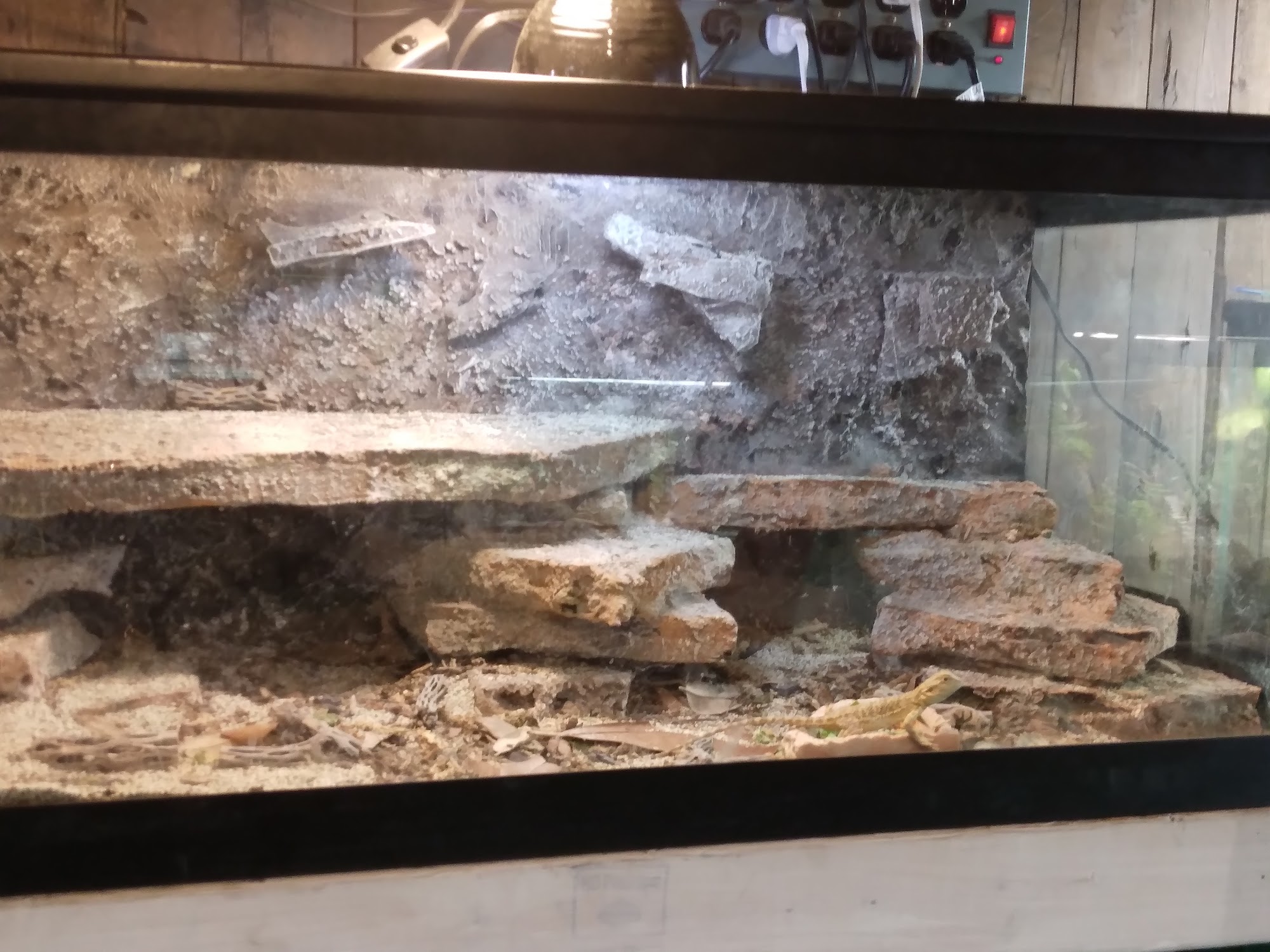 Avalon Exotics North Tonawanda