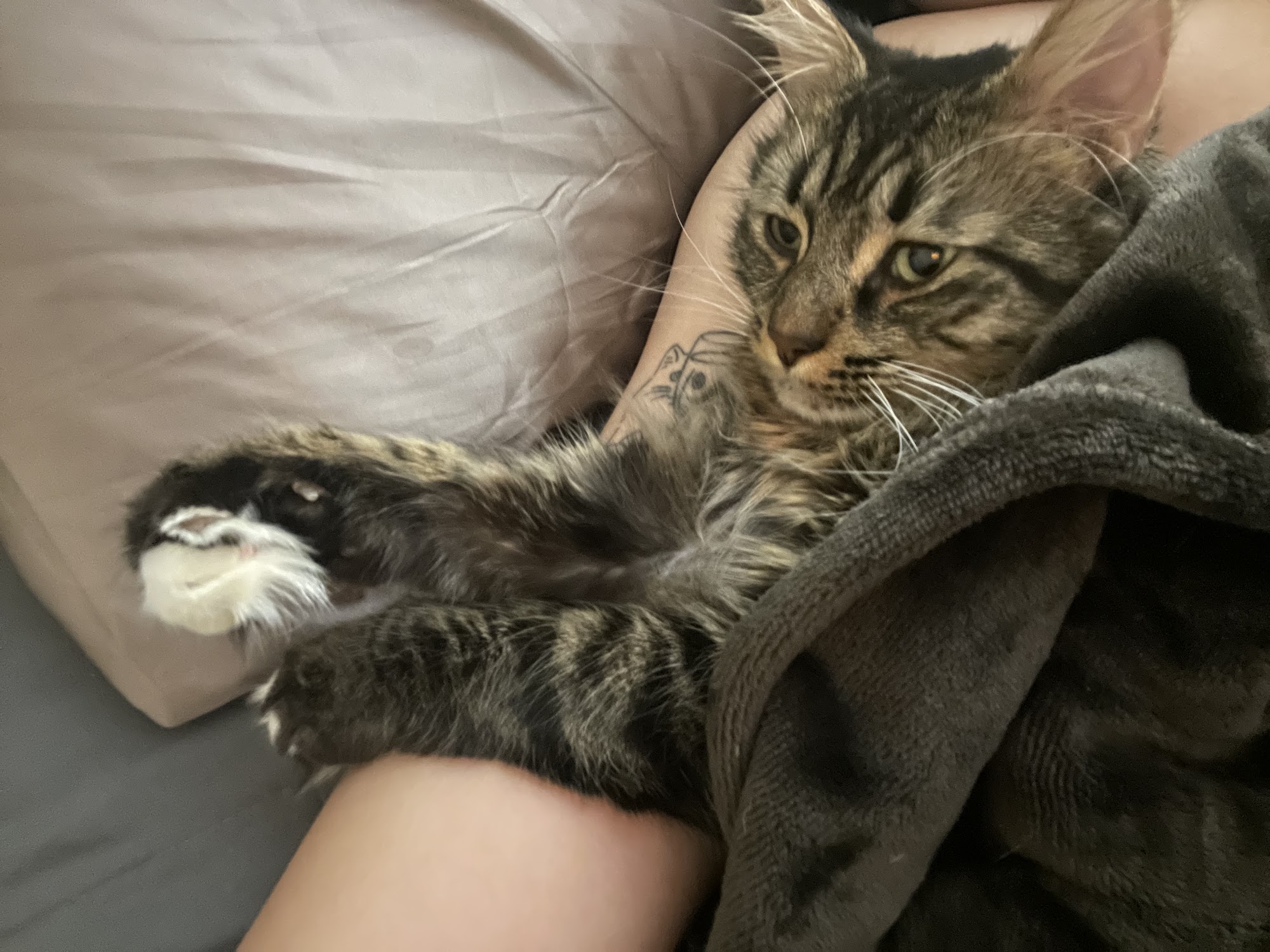 Almost Home Animal Rescue and Adoption Patchogue