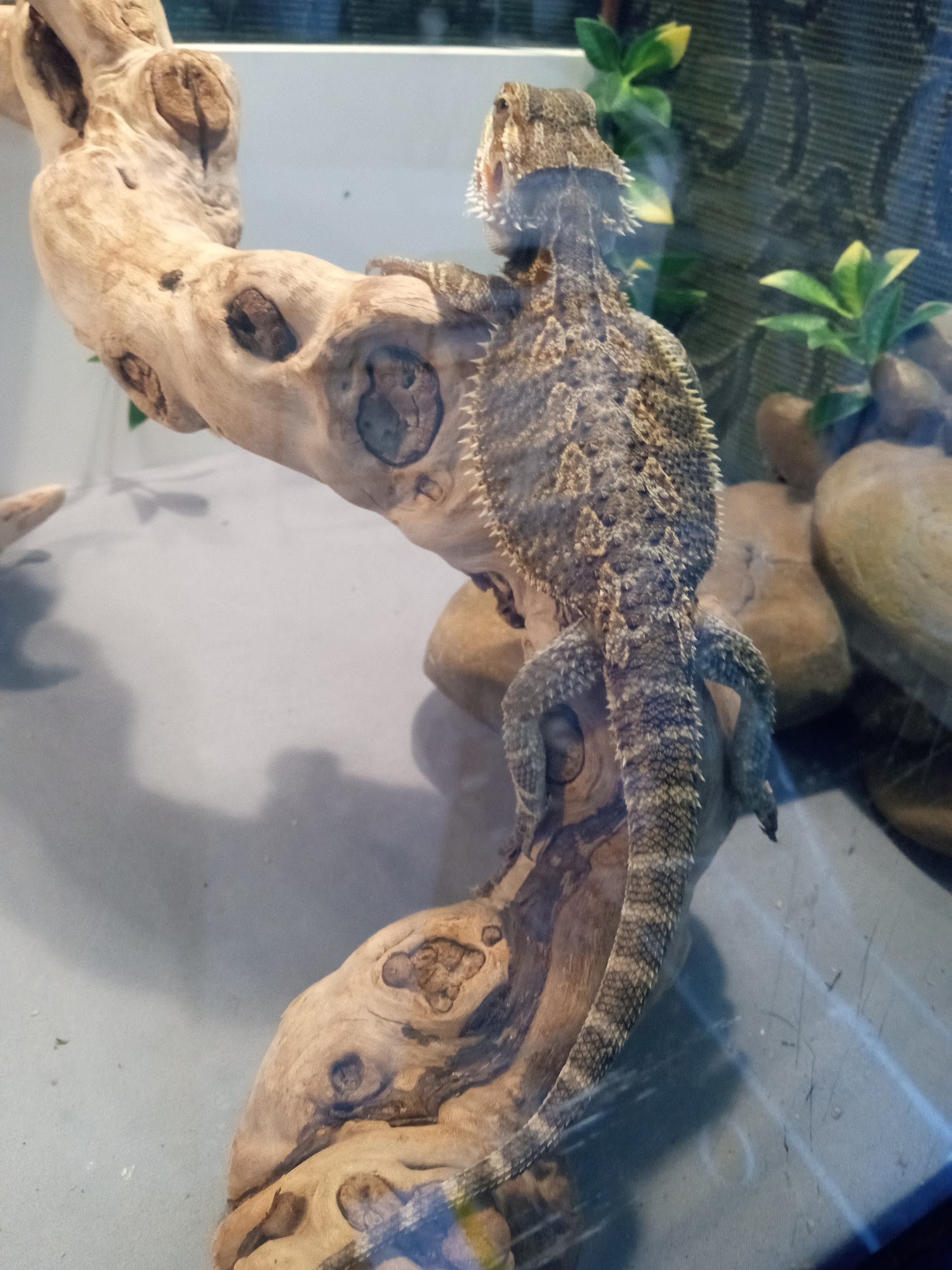 Rockaway Pet Supplies Queens