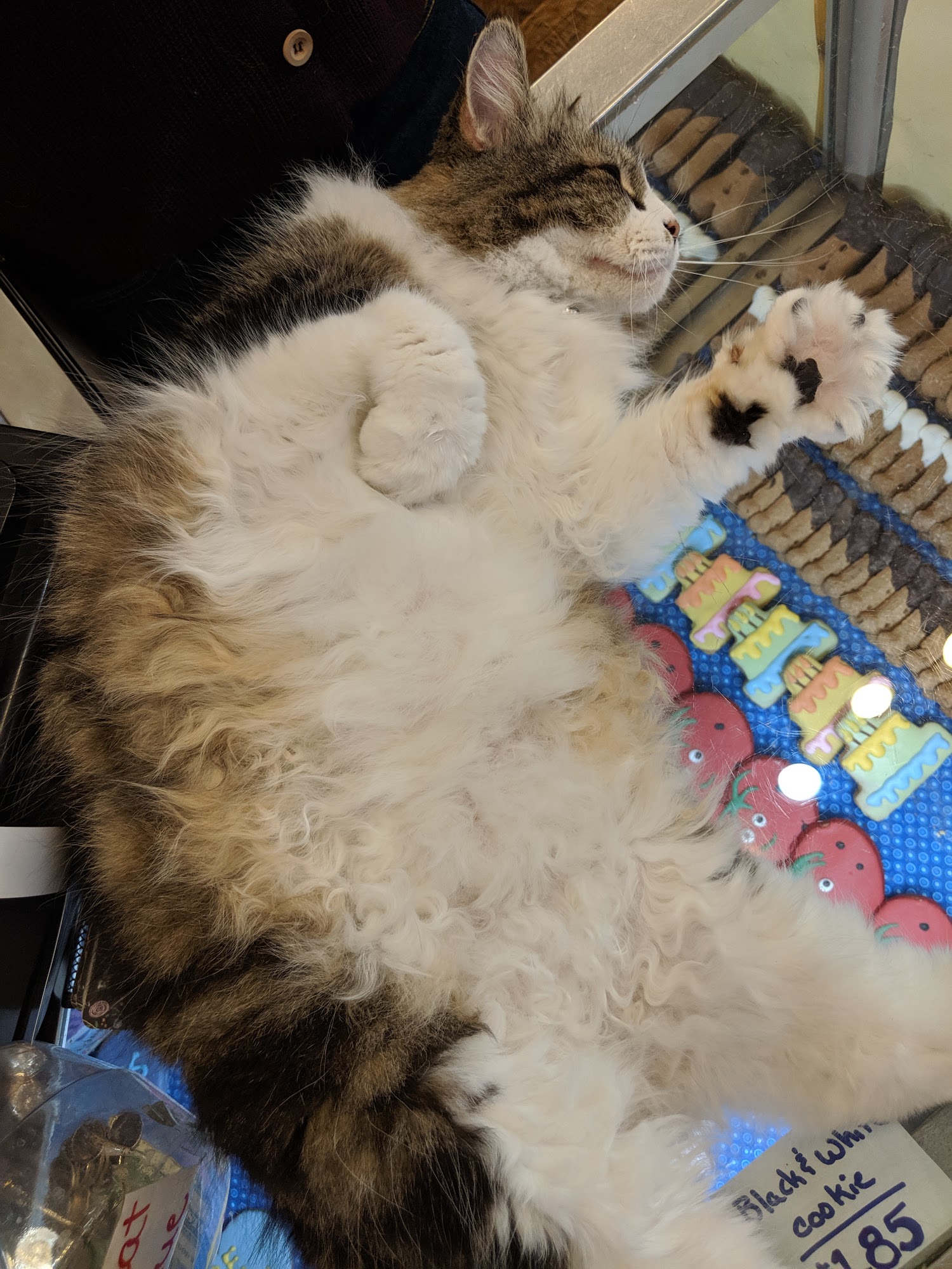 Park Ave. Pets on Monroe Rochester