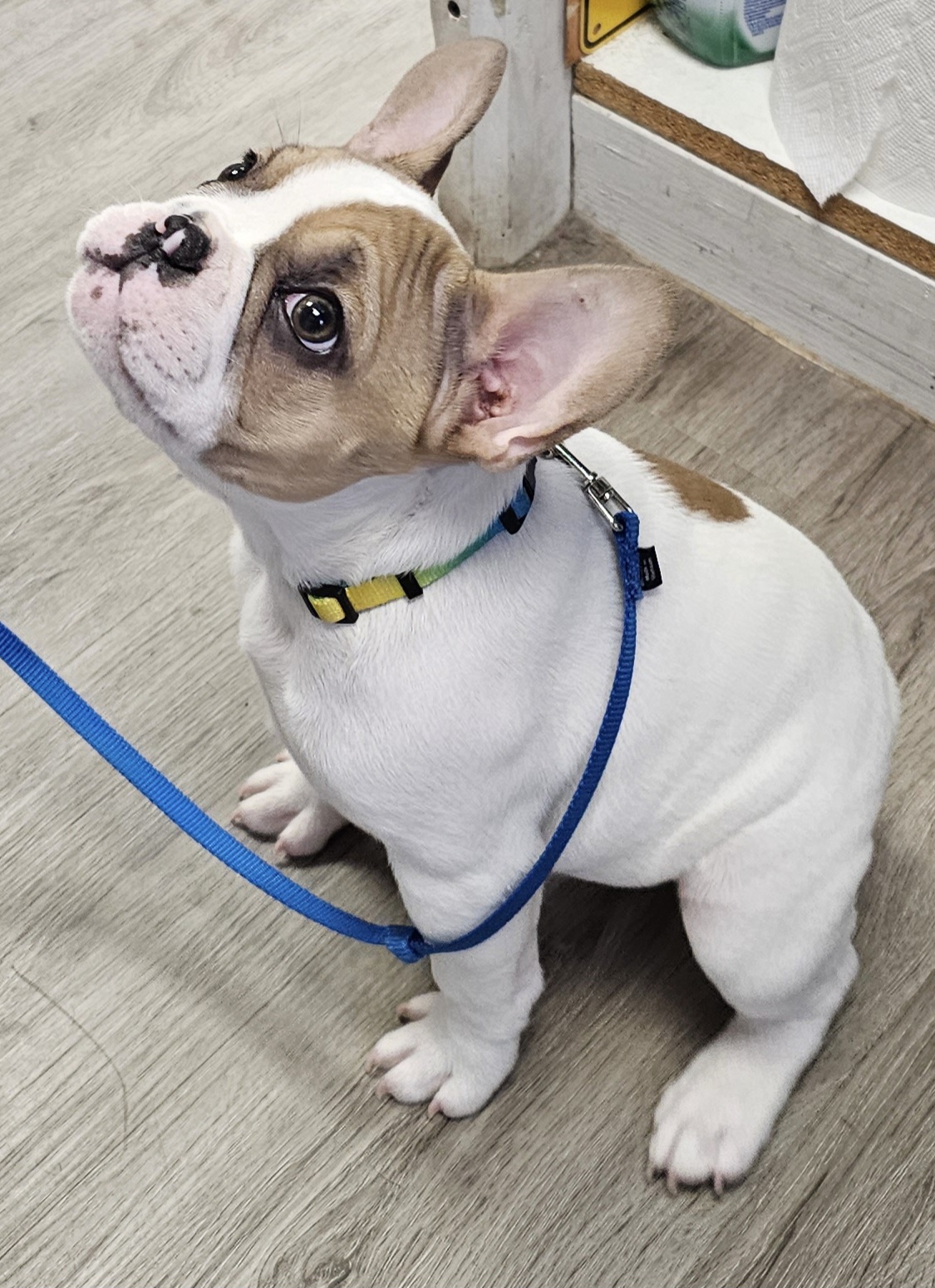 Uni-Pet Grooming Salon Rochester