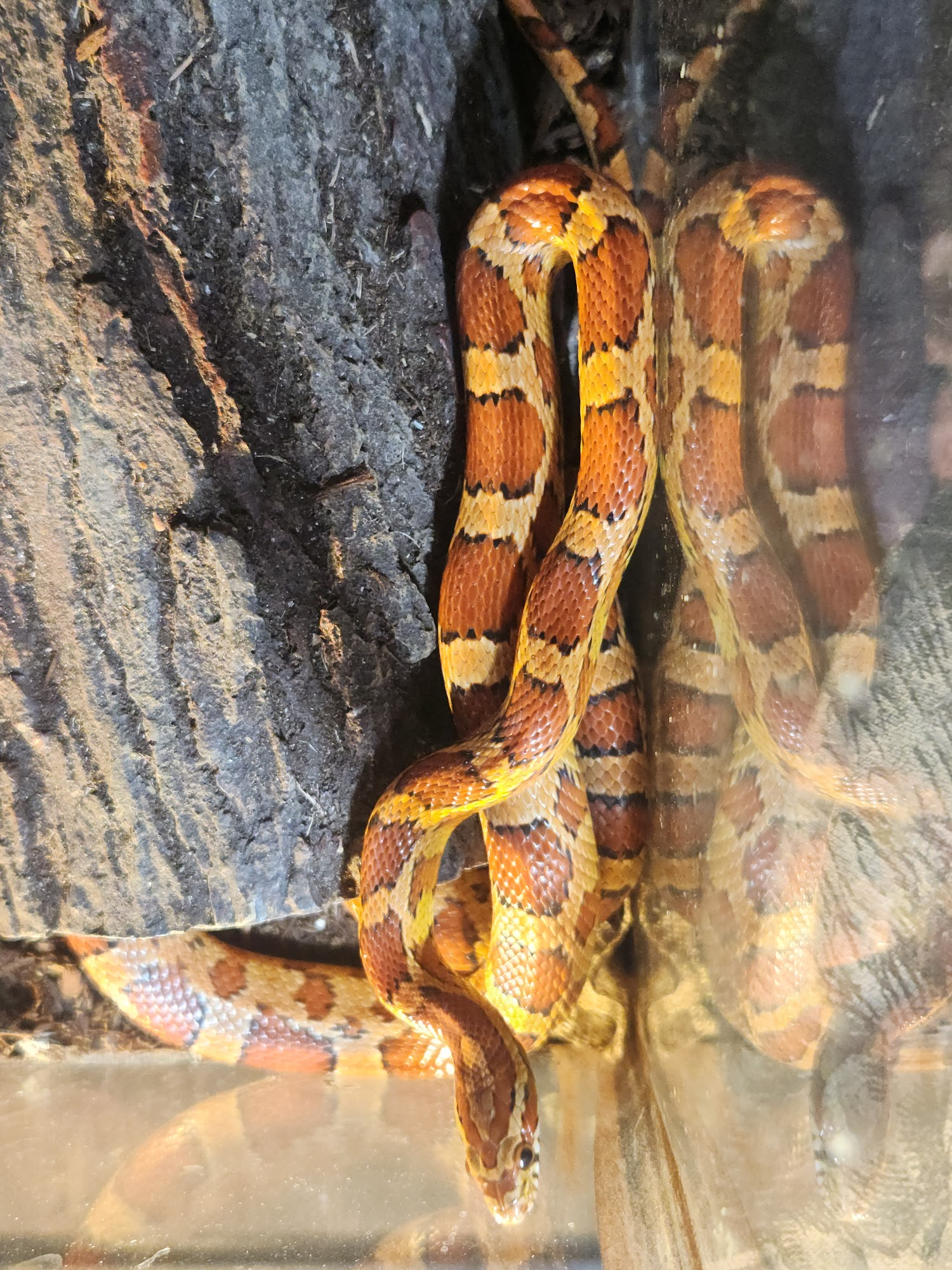 second chance bird & reptile rescue Rochester