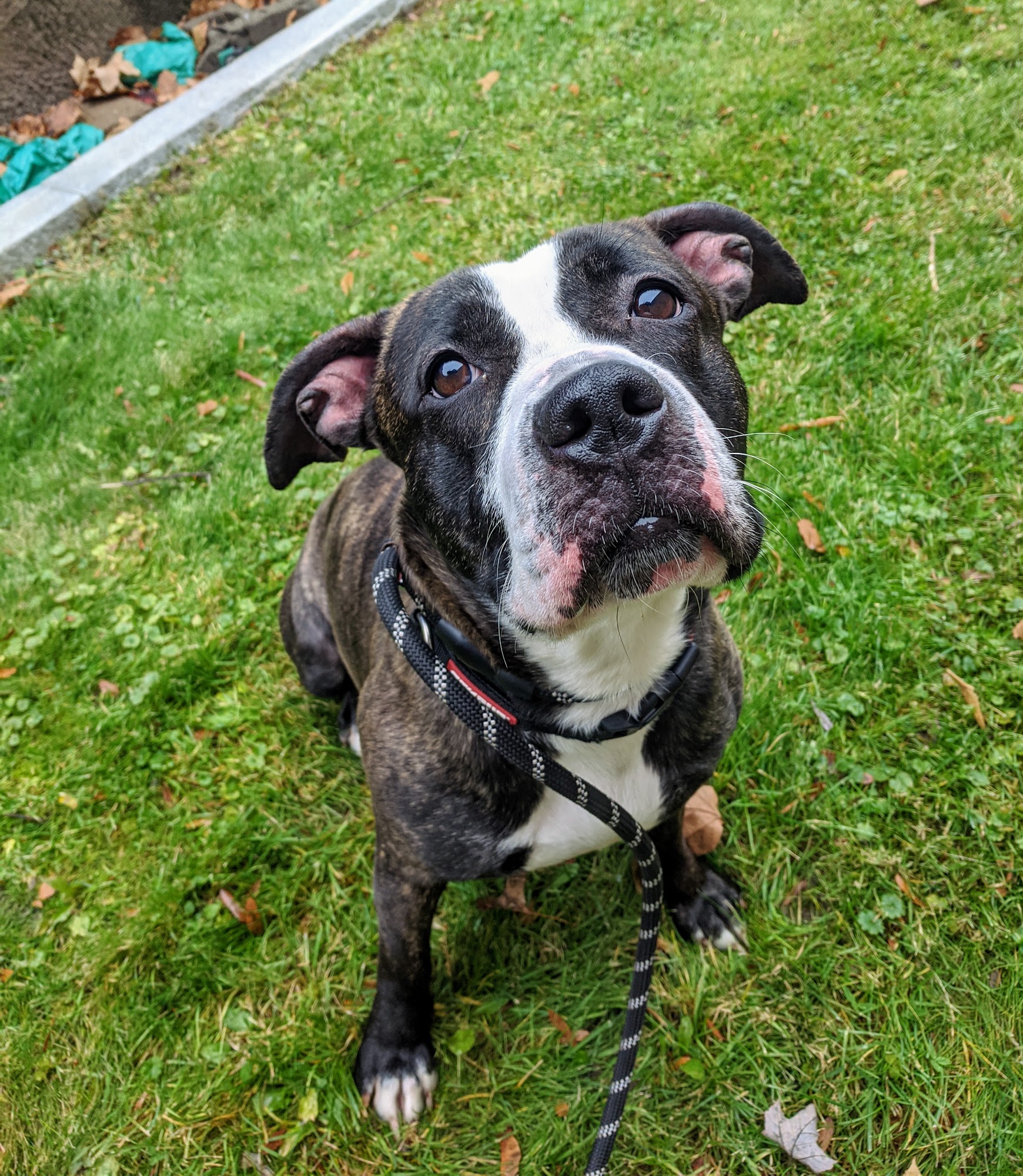 Rochester Animal Services Rochester