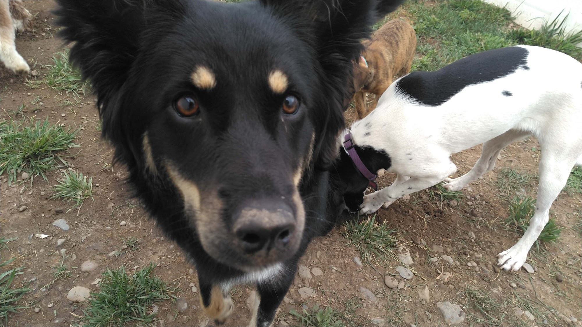 Tiny Tails of Syracuse Incorporated Syracuse