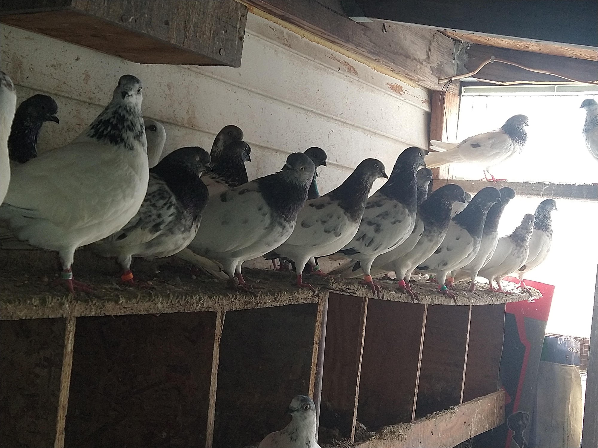 The Wellwood Pigeon Store West Babylon